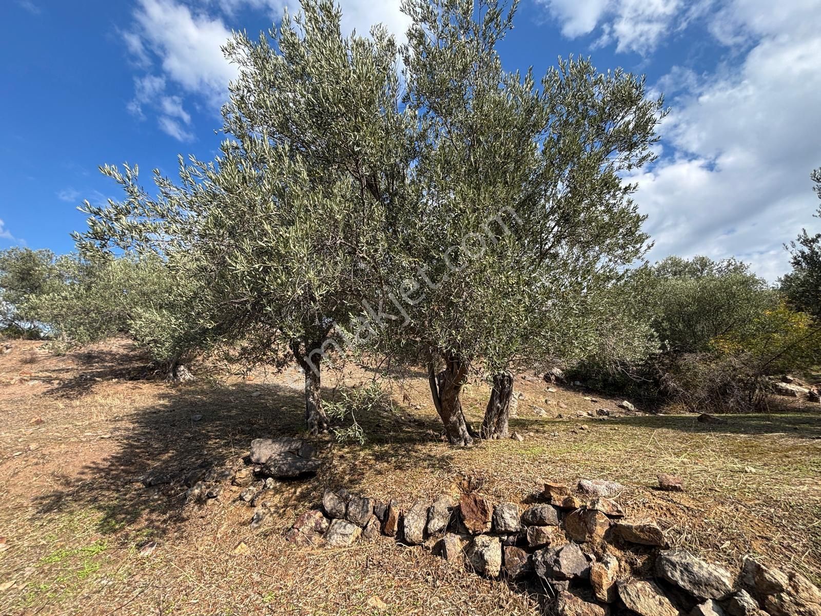 Bergama Çamköy Mahallesinde Tek Tapulu Zeytinlik - Görsel 4