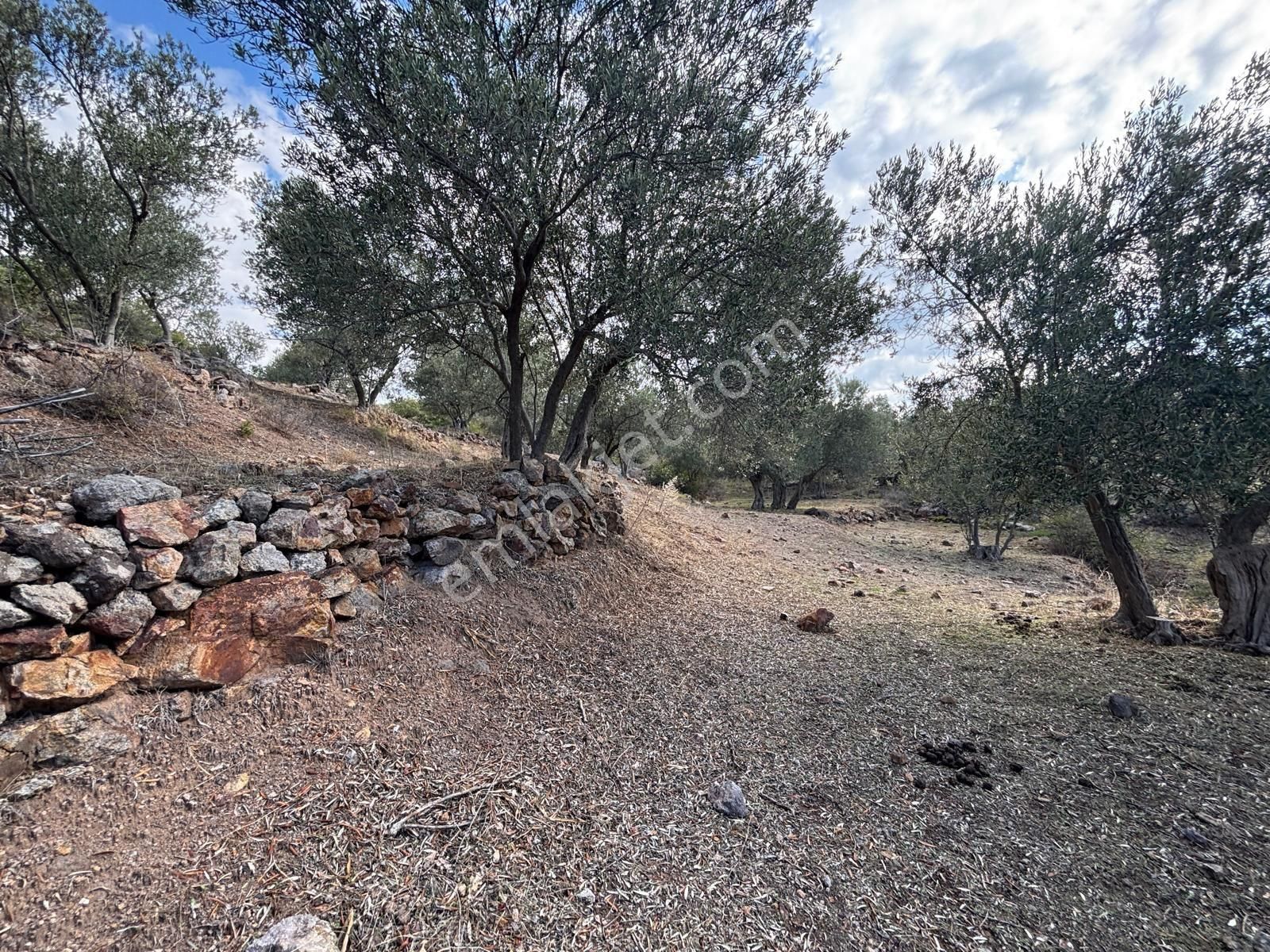 Bergama Çamköy Mahallesinde Tek Tapulu Zeytinlik - Görsel 10