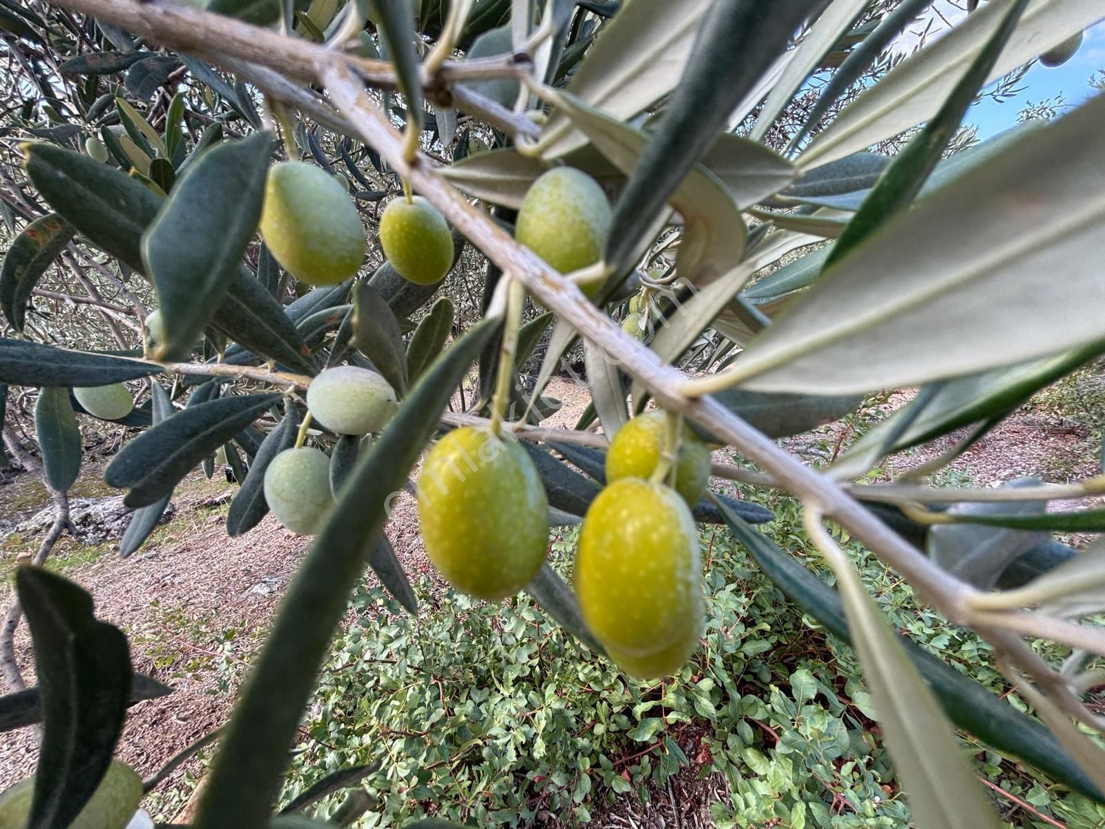 Bergama Çamköy Mahallesinde Tek Tapulu Zeytinlik - Görsel 11