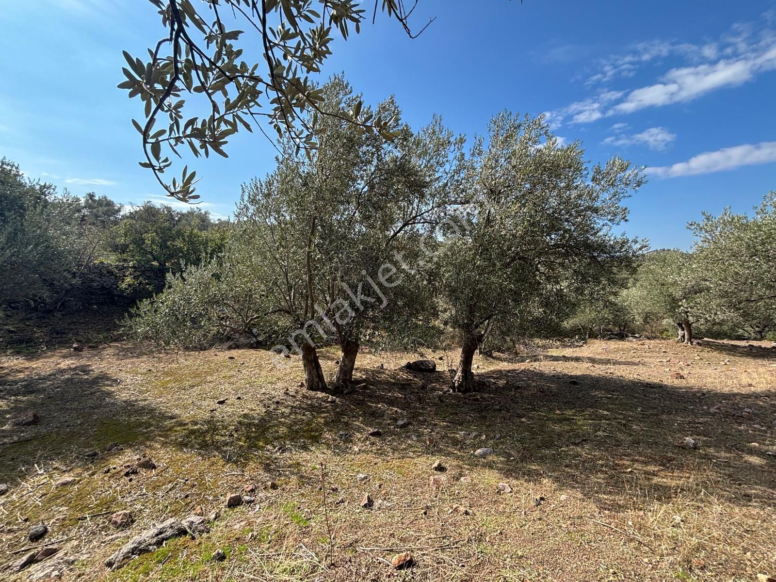 Bergama Çamköy Mahallesinde Tek Tapulu Zeytinlik - Görsel 6