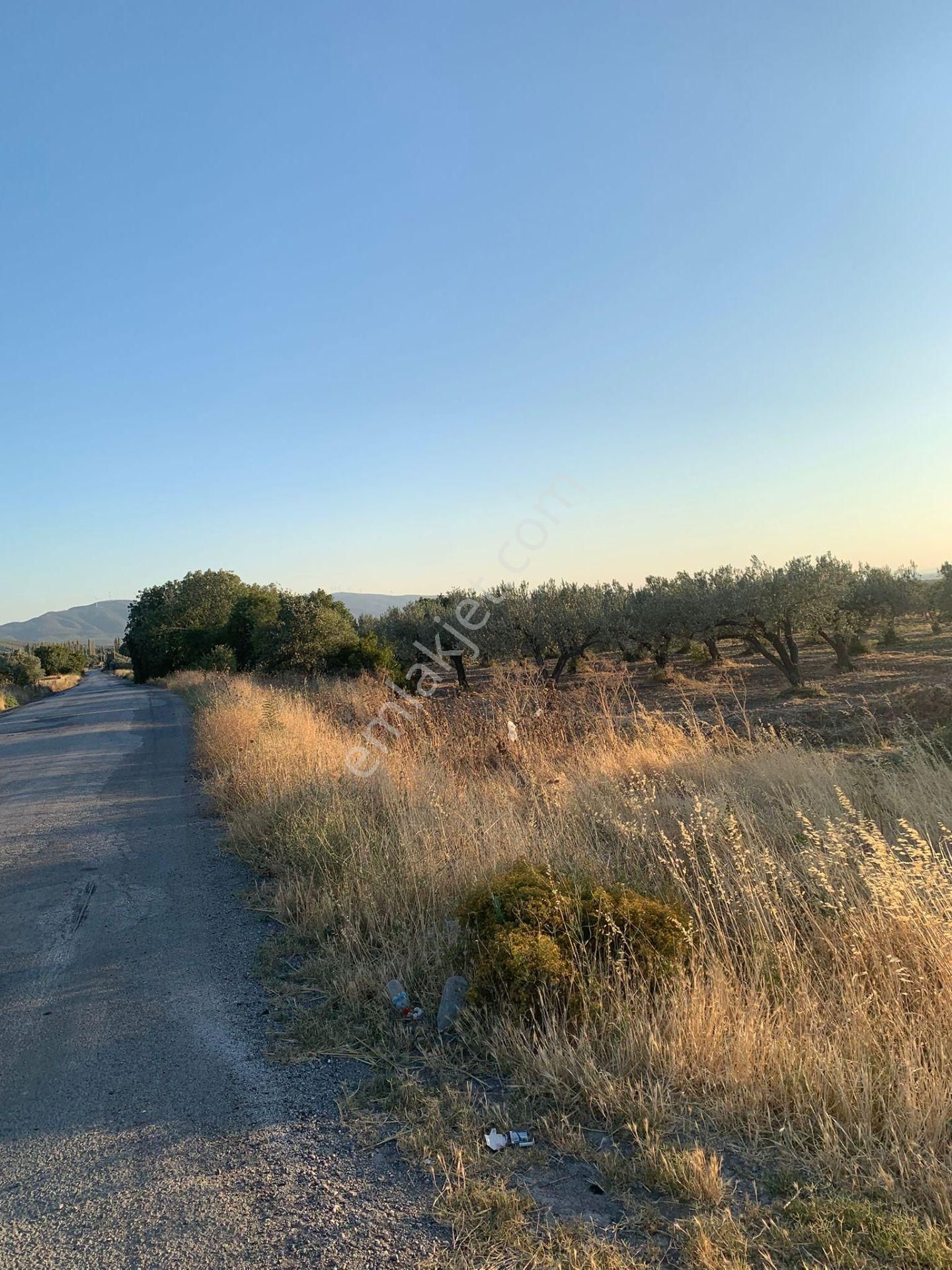 Komutan Emlaktan Kınık Cumalı Da 5950 M2 Yol Üzeri Zeytinlik - Görsel 9