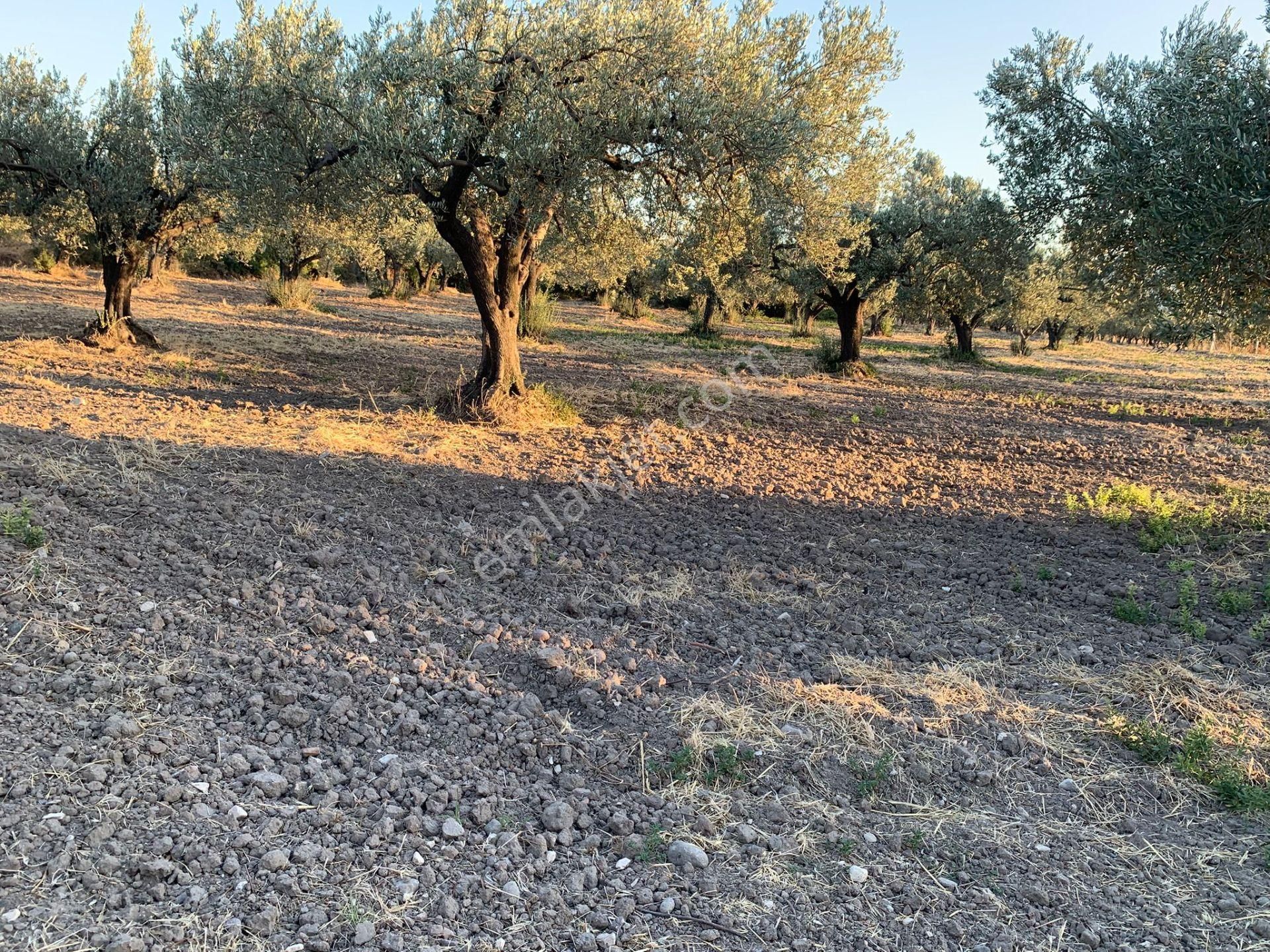 Komutan Emlaktan Kınık Cumalı Da 5950 M2 Yol Üzeri Zeytinlik - Görsel 22