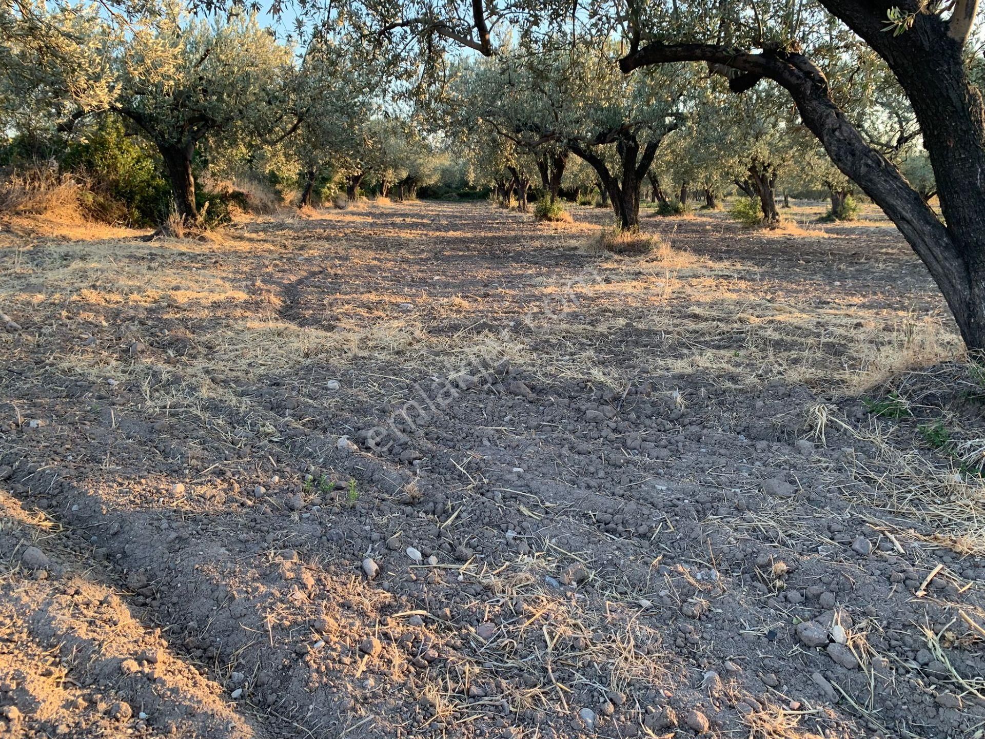 Komutan Emlaktan Kınık Cumalı Da 5950 M2 Yol Üzeri Zeytinlik - Görsel 21