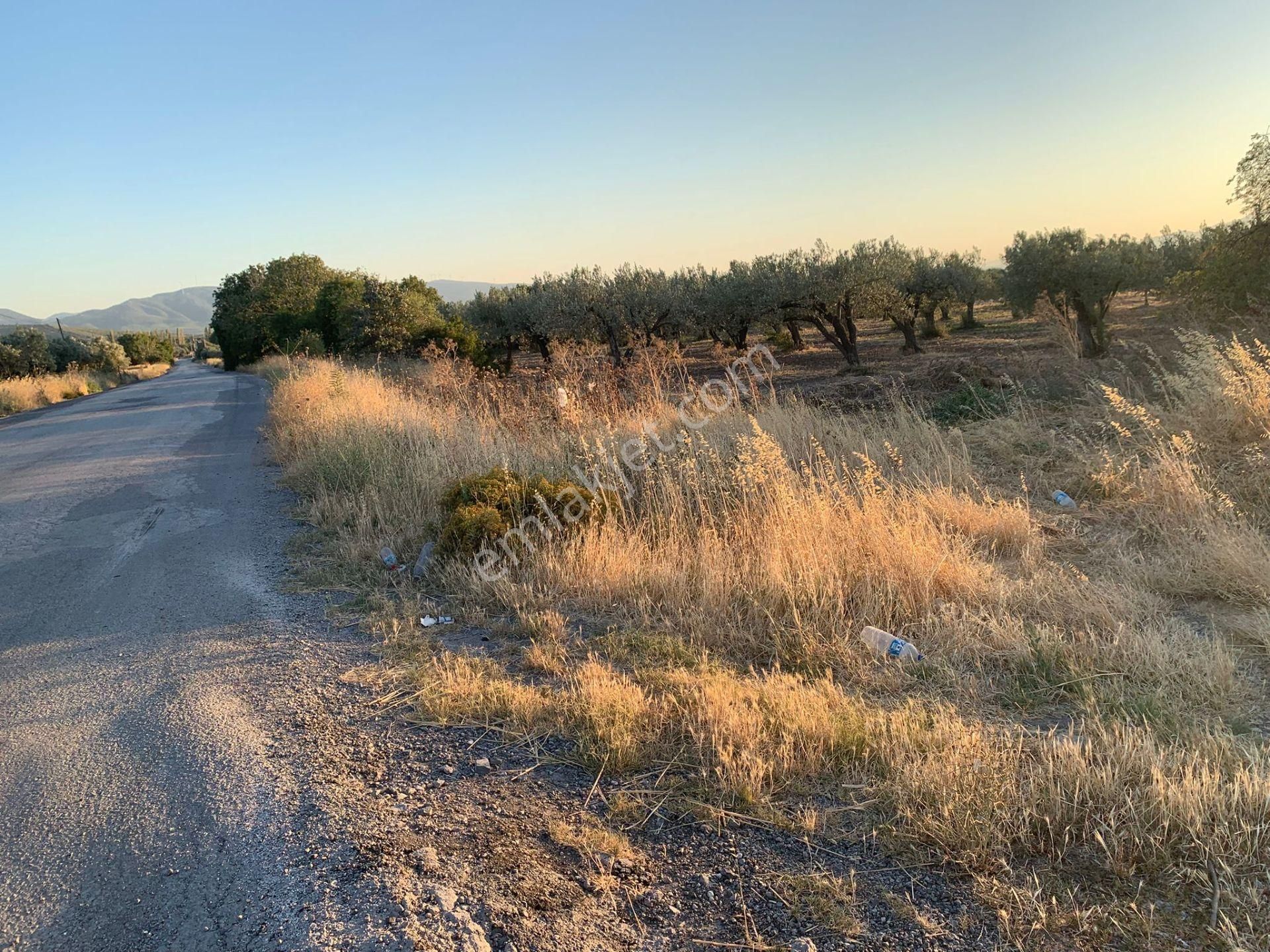 Komutan Emlaktan Kınık Cumalı Da 5950 M2 Yol Üzeri Zeytinlik - Görsel 23