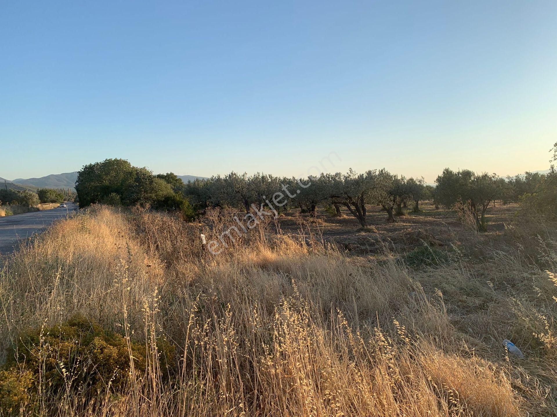 Komutan Emlaktan Kınık Cumalı Da 5950 M2 Yol Üzeri Zeytinlik - Görsel 6