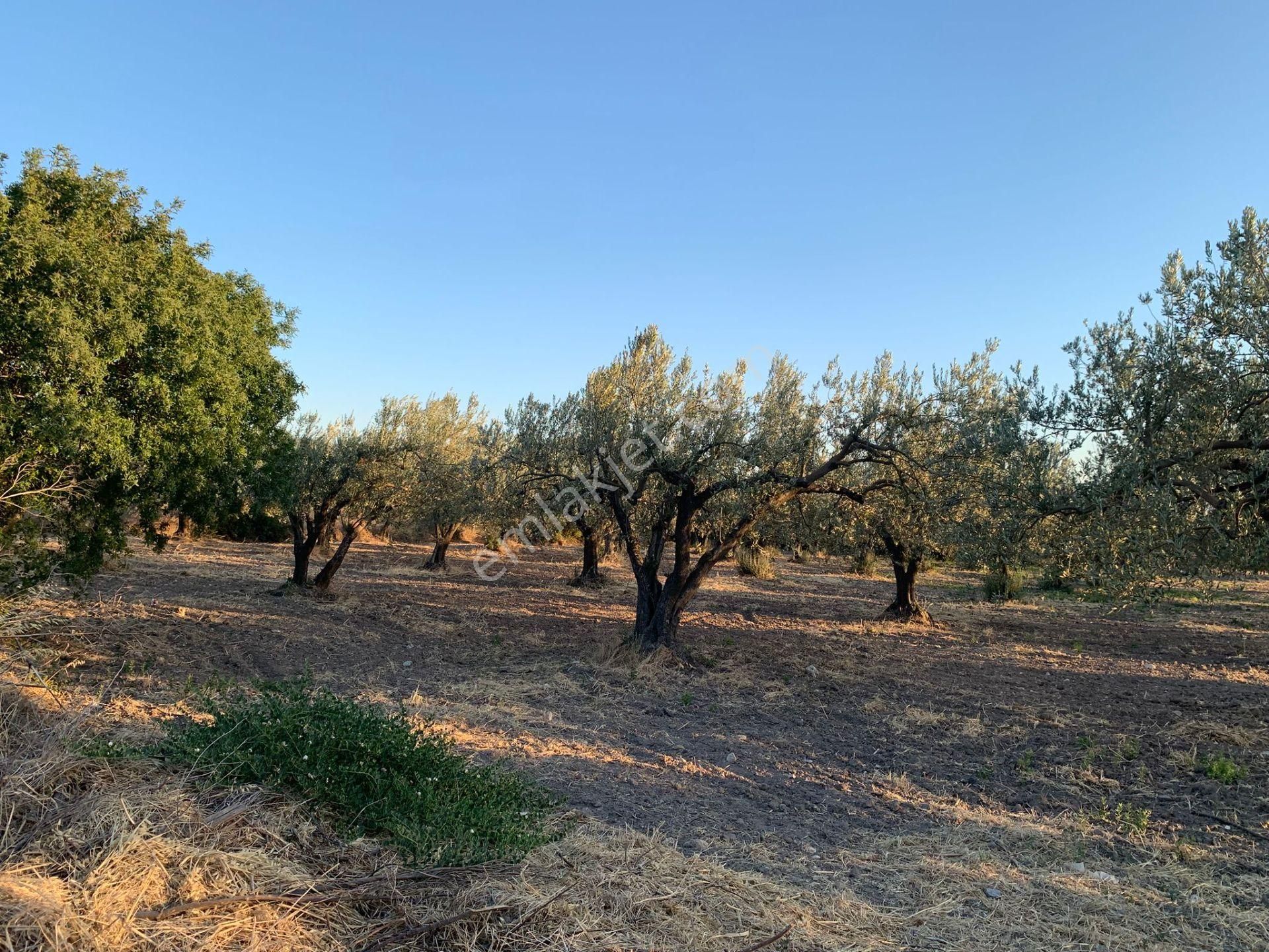 Komutan Emlaktan Kınık Cumalı Da 5950 M2 Yol Üzeri Zeytinlik - Görsel 7