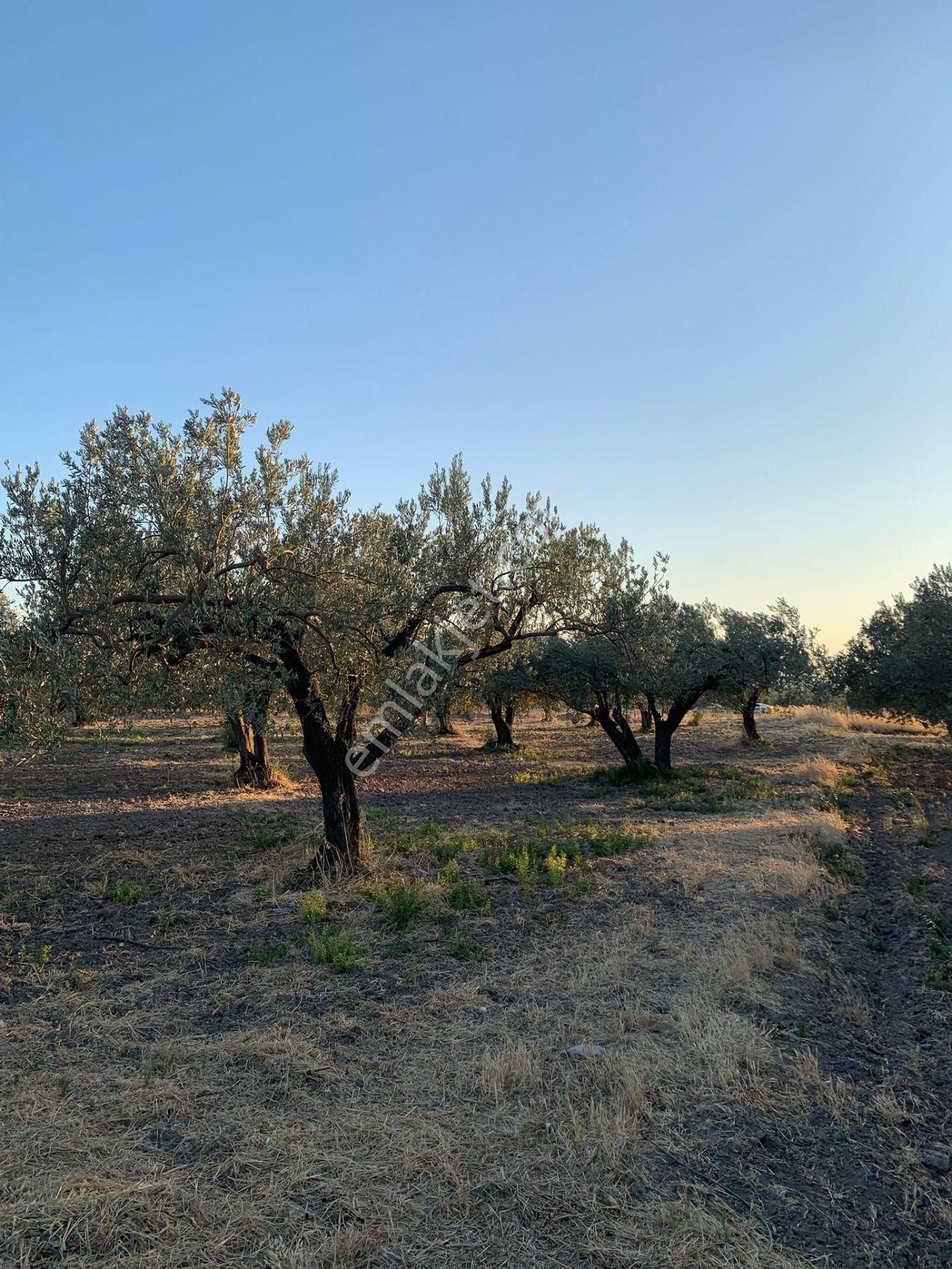 Komutan Emlaktan Kınık Cumalı Da 5950 M2 Yol Üzeri Zeytinlik - Görsel 13