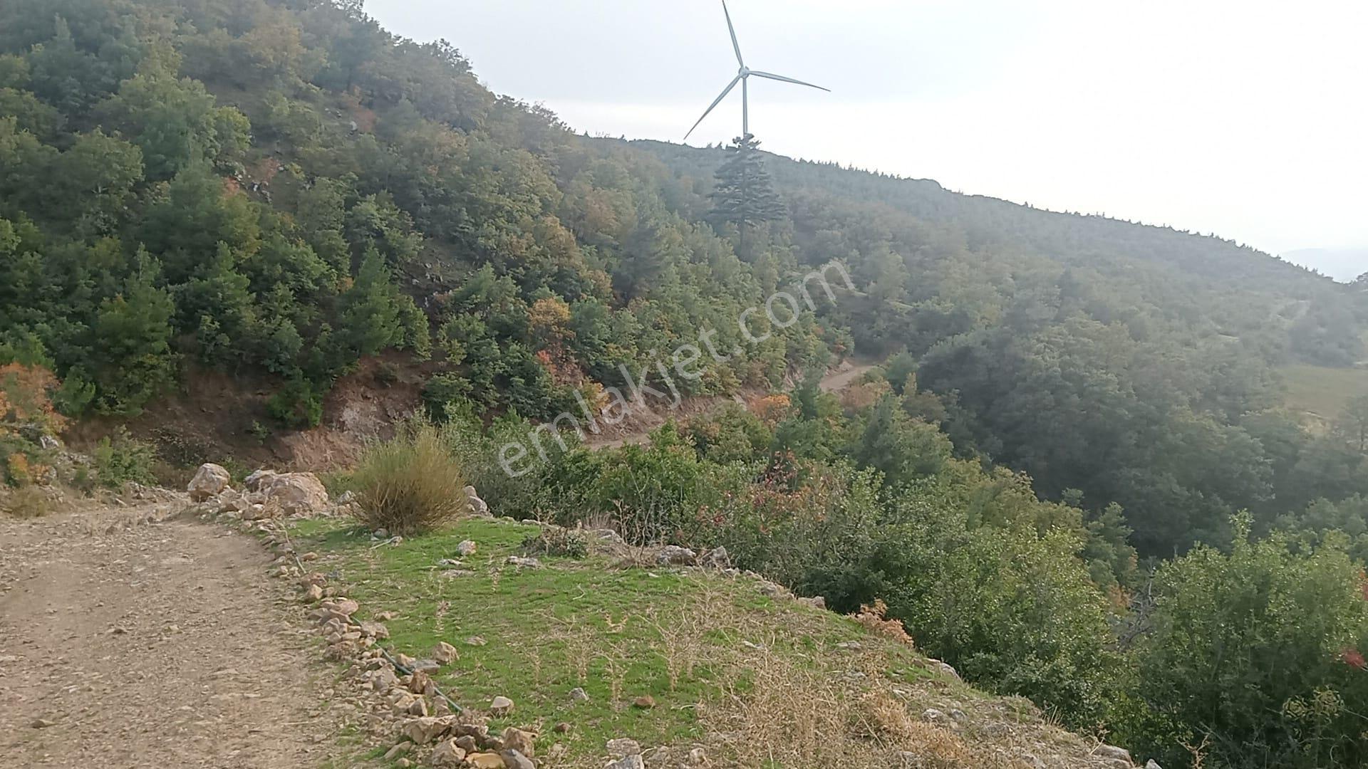 Komutan Emlaktan Durmuşlar Da 4362 M2 Doğal Yaşam Alanı - Görsel 12