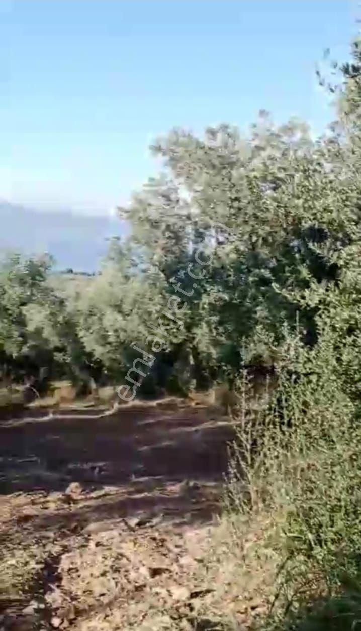 Bursa Orhangazi Hecelerde 900 M2 Köy İçinde Göl Manzaralı Satılık Zeytinlik - Görsel 11