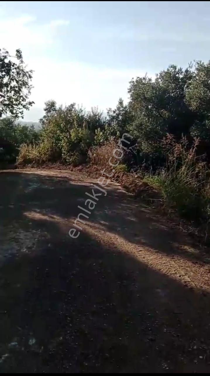 Bursa Orhangazi Hecelerde 900 M2 Köy İçinde Göl Manzaralı Satılık Zeytinlik - Görsel 10