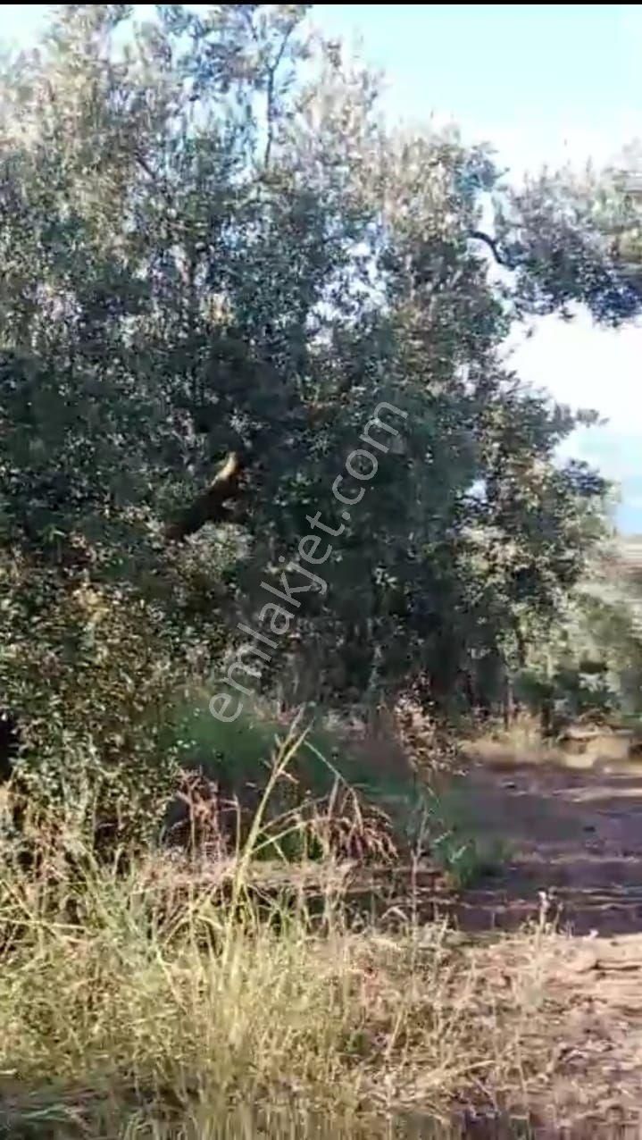 Bursa Orhangazi Hecelerde 900 M2 Köy İçinde Göl Manzaralı Satılık Zeytinlik - Görsel 7