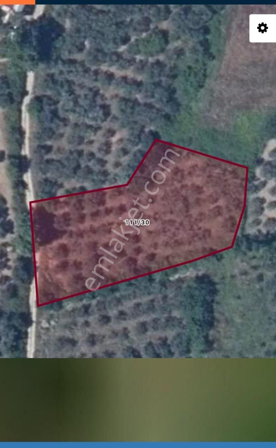 Se&as Exclusıve: Doğanlarda Yatırımlık Fırsat Zeytinlik! - Görsel 4
