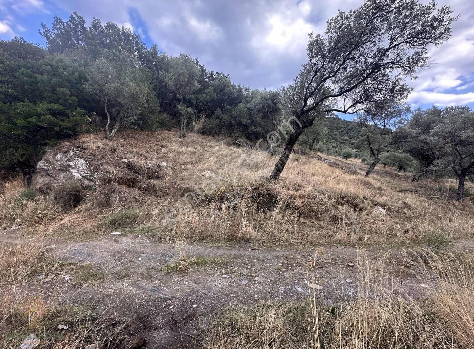 Doğa Dostu'ndan Bayındır Yakapınar 924m2 Zeytinlik - Görsel 4