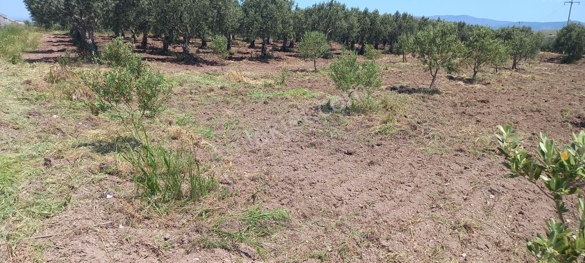Akhisar Kapaklı Da Köye Ve Anayola Yakın 1.420 M2 Zeytinlik 845.000 Tl - Görsel 6