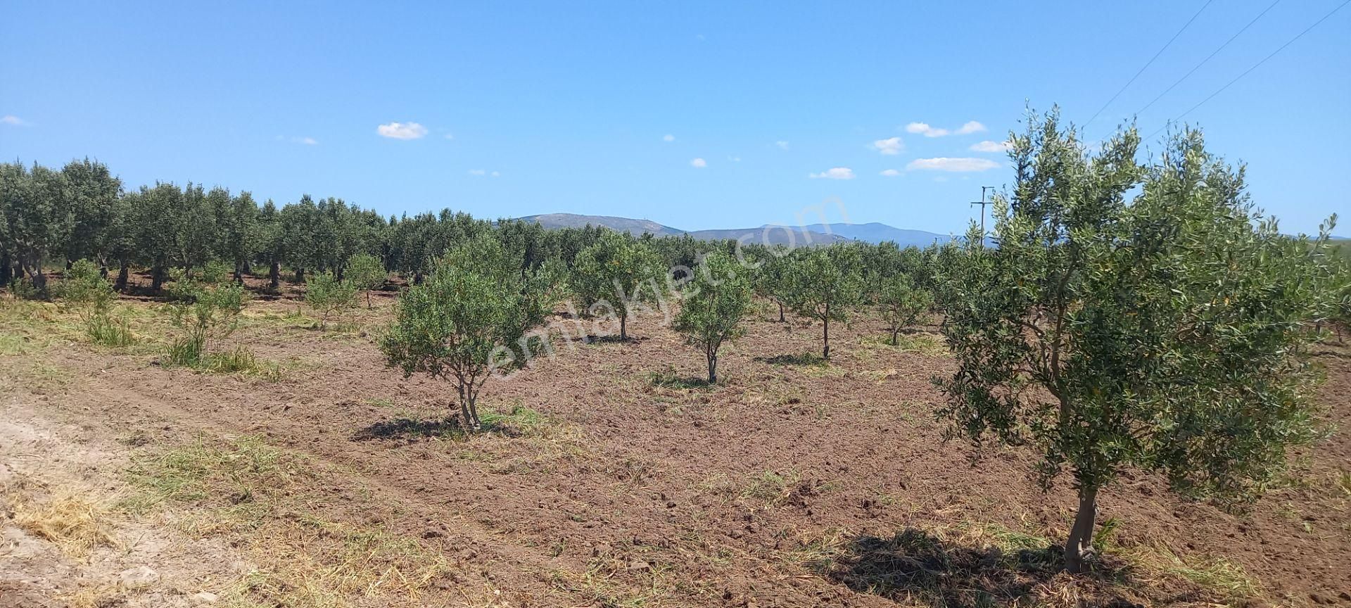 Akhisar Kapaklı Da Köye Ve Anayola Yakın 1.420 M2 Zeytinlik 845.000 Tl - Görsel 13
