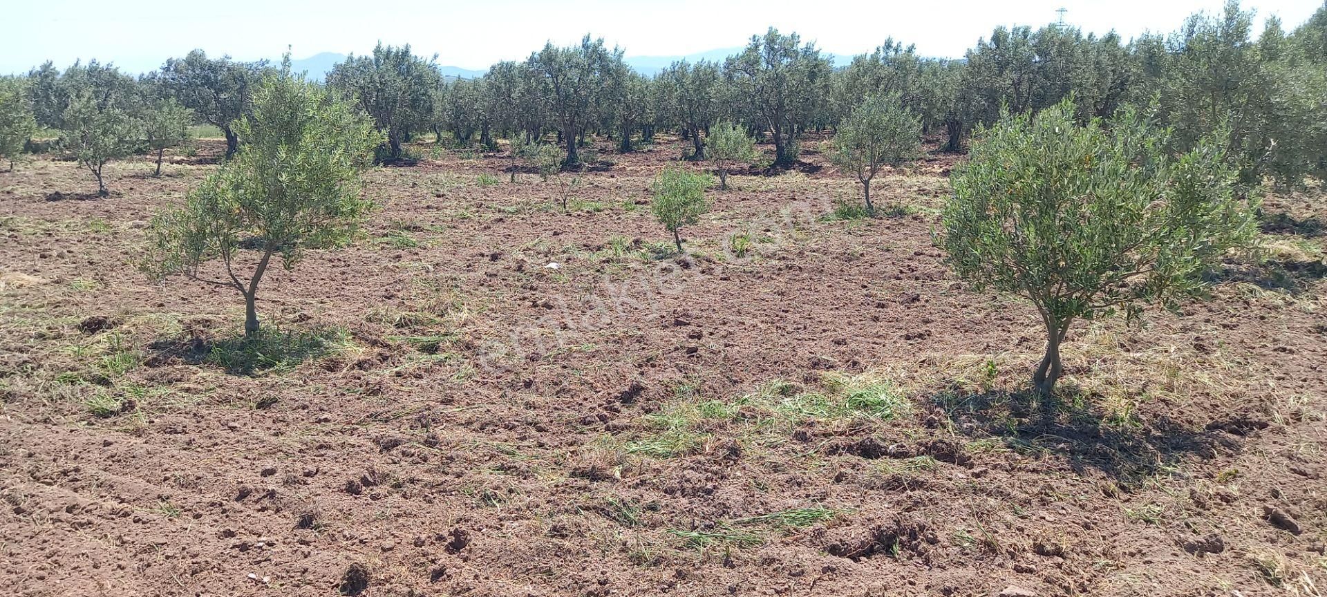 Akhisar Kapaklı Da Köye Ve Anayola Yakın 1.420 M2 Zeytinlik 845.000 Tl - Görsel 2