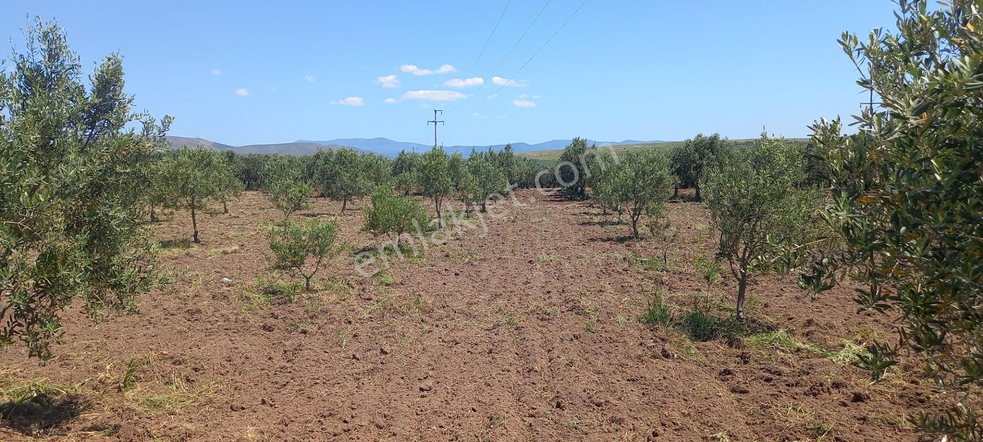 Akhisar Kapaklı Da Köye Ve Anayola Yakın 1.420 M2 Zeytinlik 845.000 Tl - Görsel 14