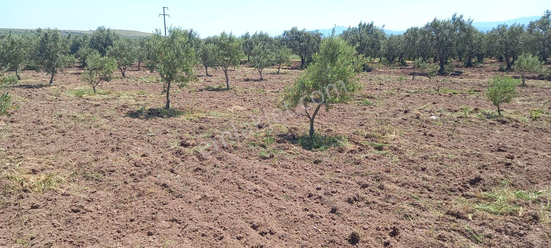 Akhisar Kapaklı Da Köye Ve Anayola Yakın 1.420 M2 Zeytinlik 845.000 Tl - Görsel 3