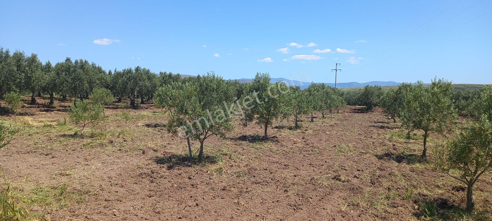Akhisar Kapaklı Da Köye Ve Anayola Yakın 1.420 M2 Zeytinlik 845.000 Tl - Görsel 7