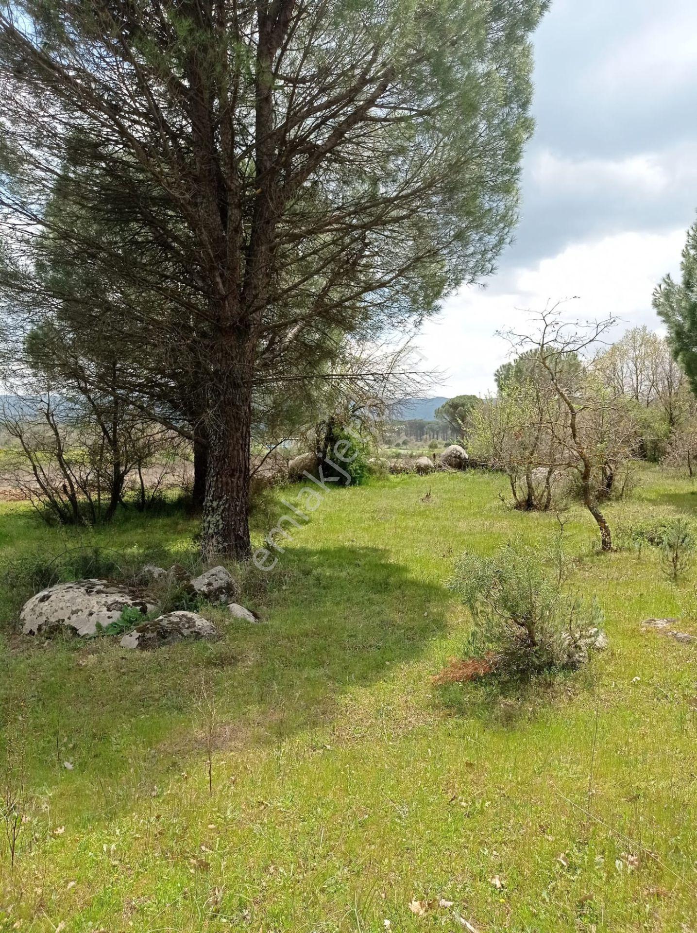 Pinus Gayrimenkul'den///kozak Çamavlu'da 13.499 M² Satılık Fıstık Çamlı Tarla - Görsel 25