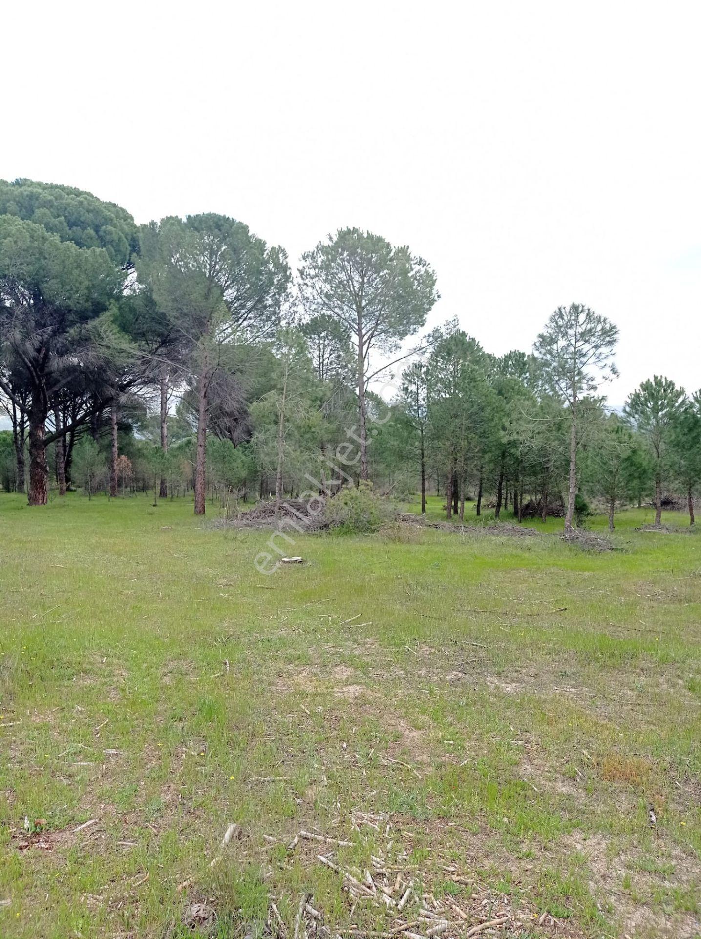 Pinus Gayrimenkul'den///kozak Çamavlu'da 13.499 M² Satılık Fıstık Çamlı Tarla - Görsel 12