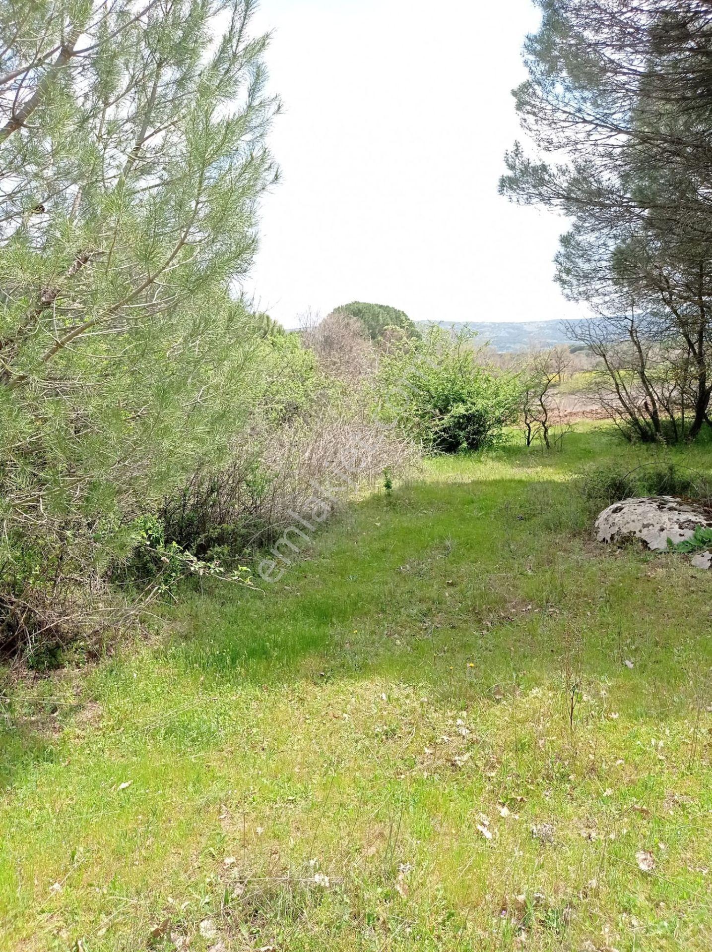 Pinus Gayrimenkul'den///kozak Çamavlu'da 13.499 M² Satılık Fıstık Çamlı Tarla - Görsel 24