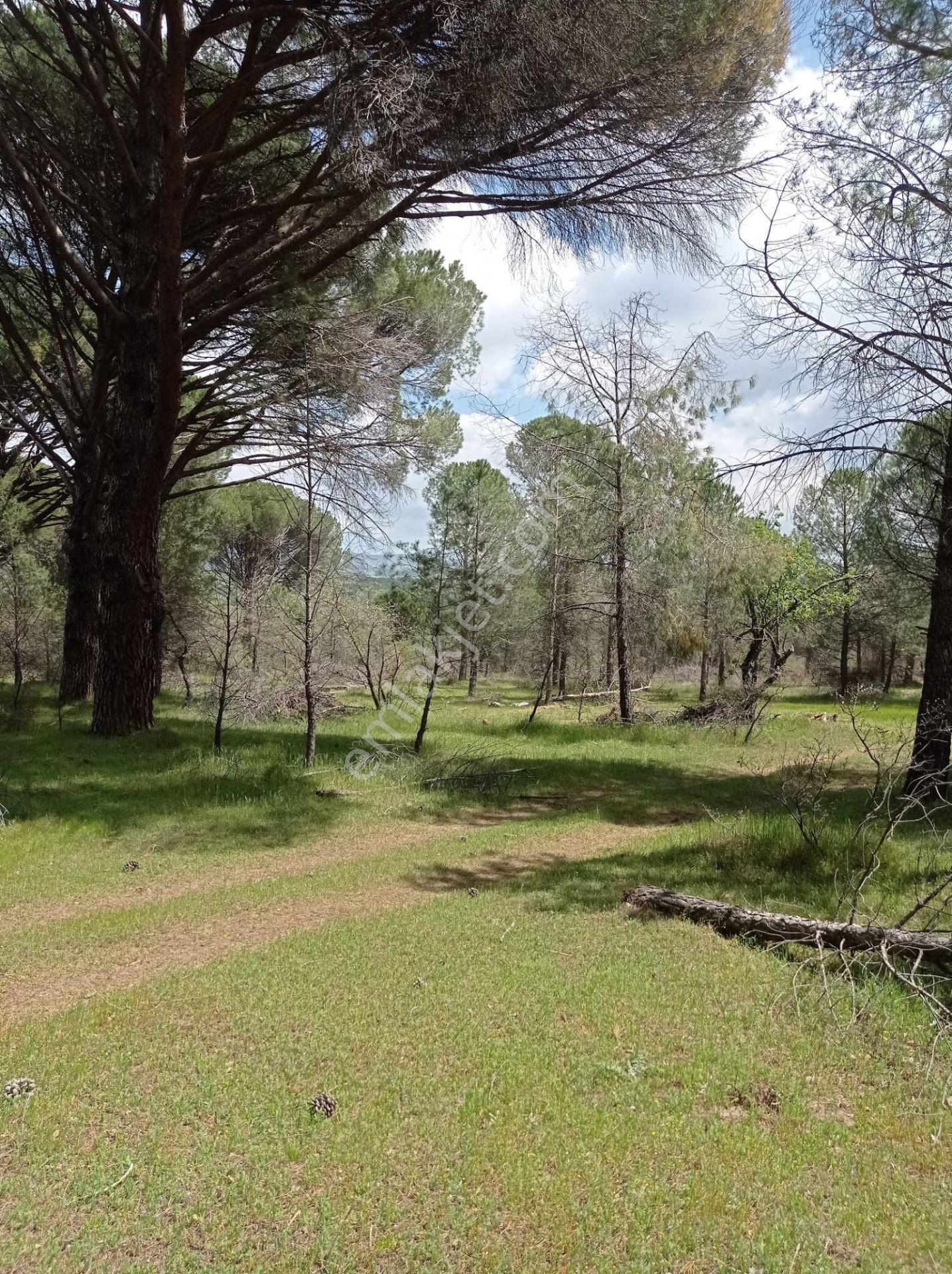 Pinus Gayrimenkul'den///kozak Çamavlu'da 13.499 M² Satılık Fıstık Çamlı Tarla - Görsel 30