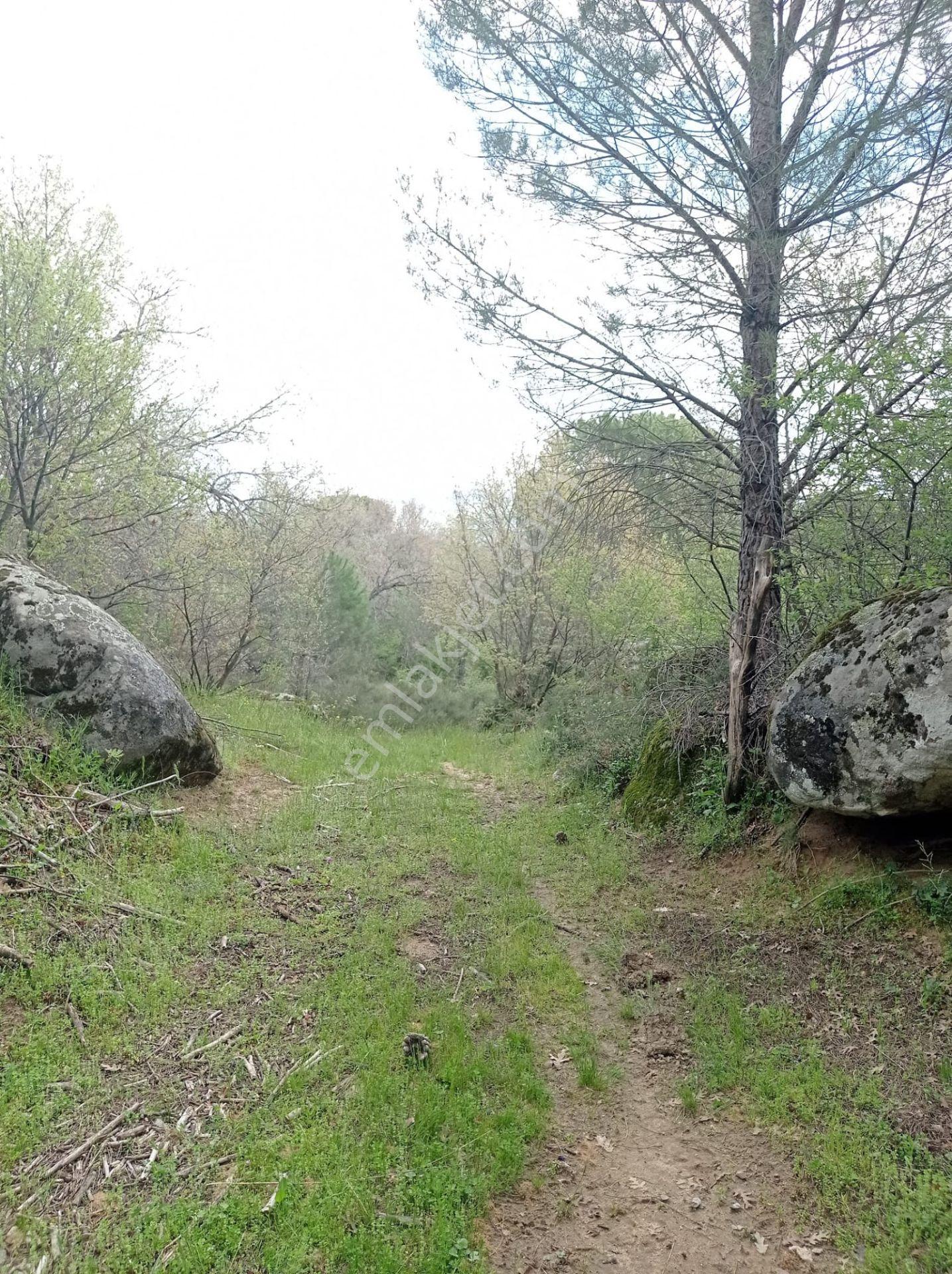 Pinus Gayrimenkul'den///kozak Çamavlu'da 13.499 M² Satılık Fıstık Çamlı Tarla - Görsel 15