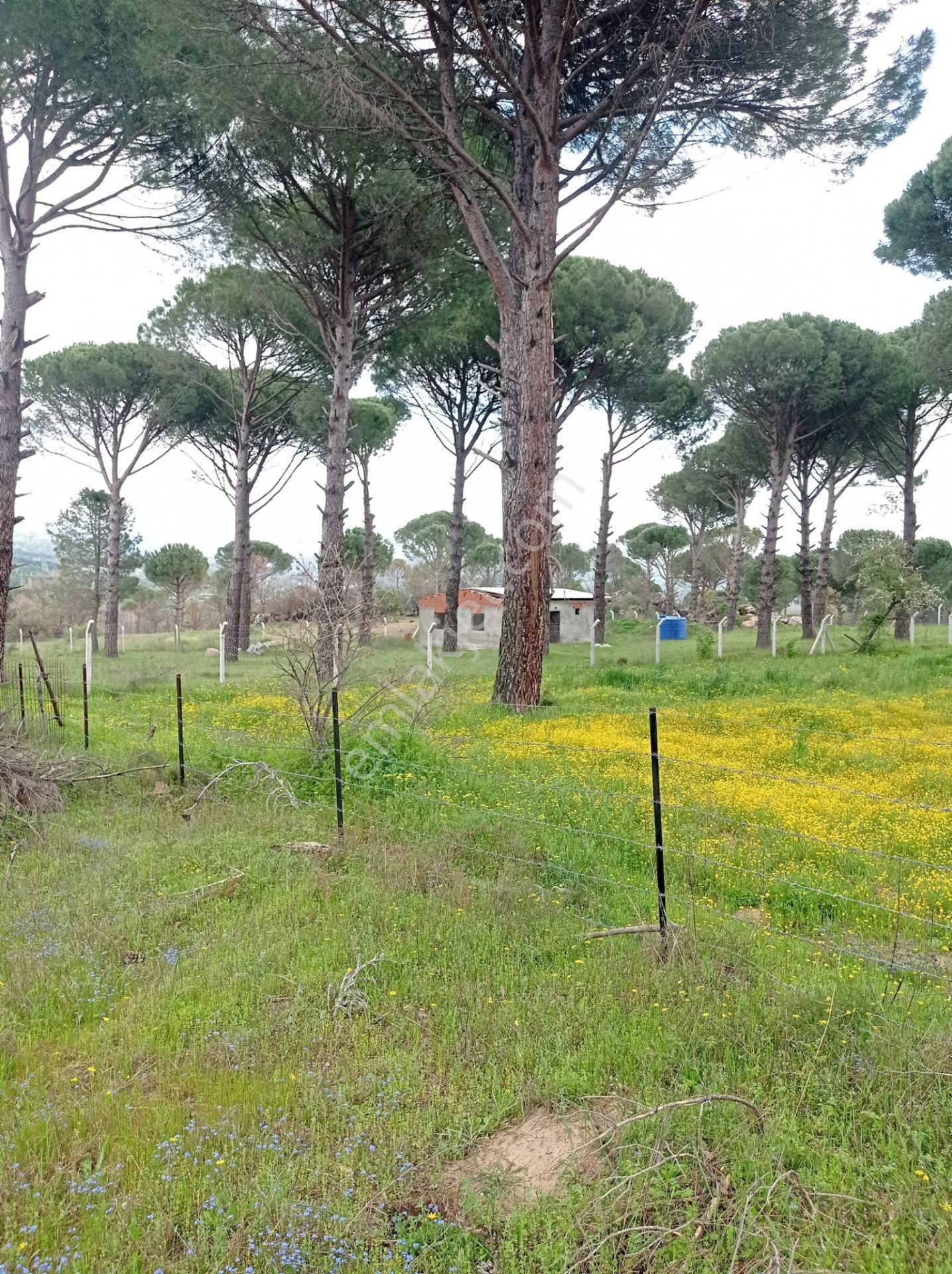 Pinus Gayrimenkul'den///kozak Çamavlu'da 13.499 M² Satılık Fıstık Çamlı Tarla - Görsel 21