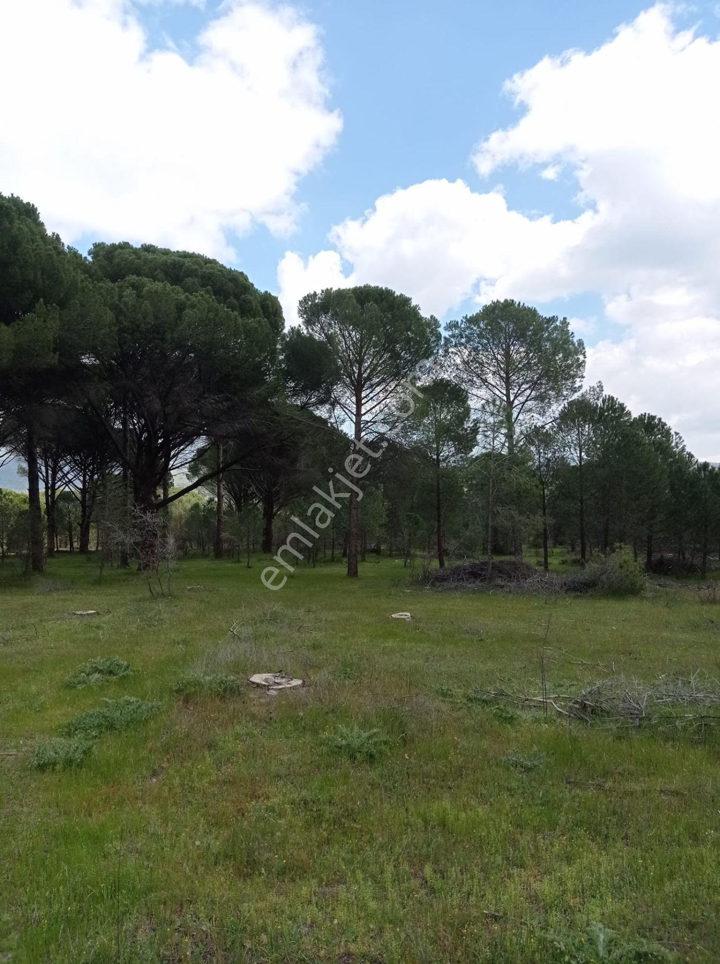 Pinus Gayrimenkul'den///kozak Çamavlu'da 13.499 M² Satılık Fıstık Çamlı Tarla - Görsel 34