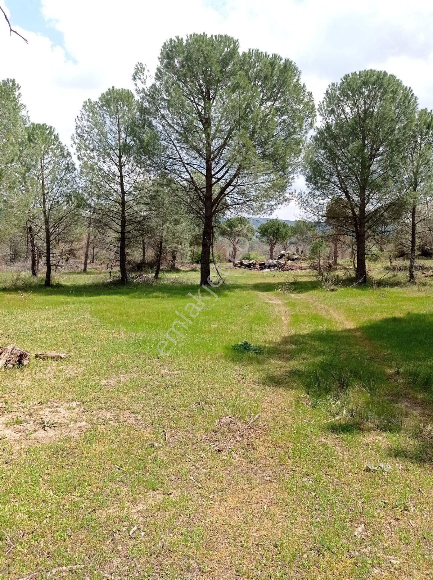 Pinus Gayrimenkul'den///kozak Çamavlu'da 13.499 M² Satılık Fıstık Çamlı Tarla - Görsel 29