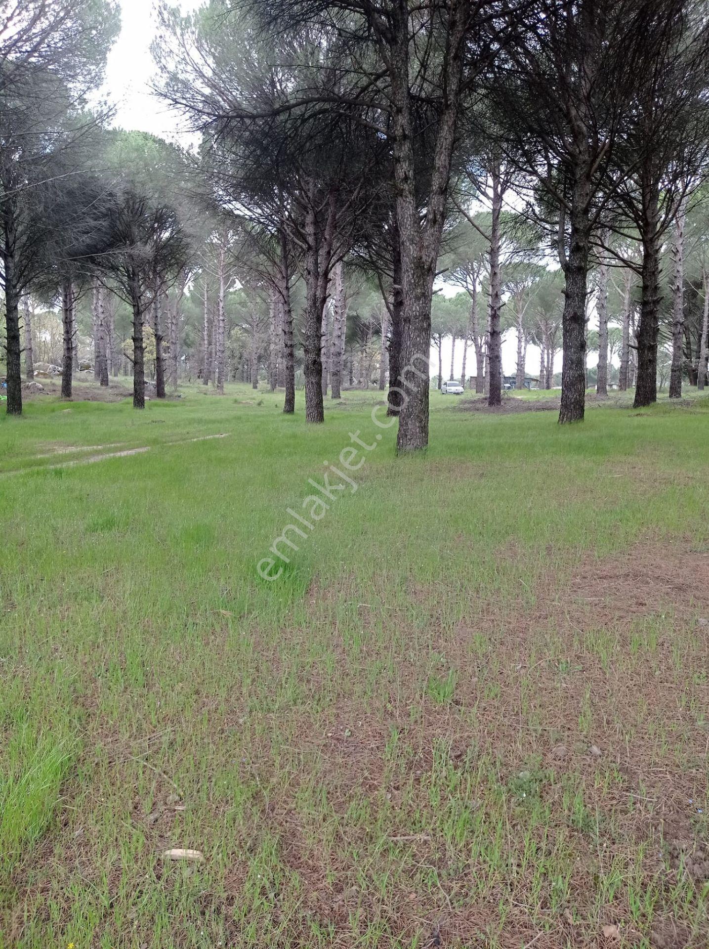 Pinus Gayrimenkul'den///kozak Çamavlu'da 13.499 M² Satılık Fıstık Çamlı Tarla - Görsel 8