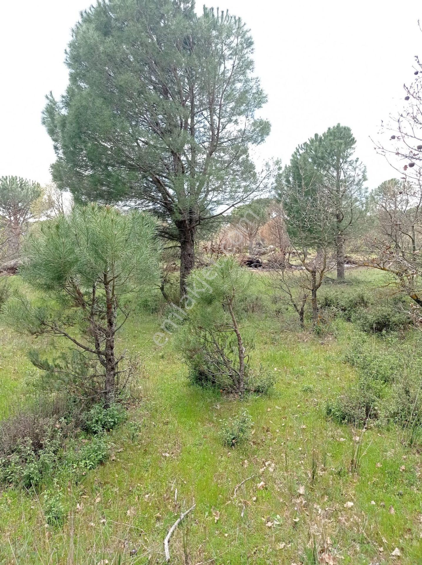Pinus Gayrimenkul'den///kozak Çamavlu'da 13.499 M² Satılık Fıstık Çamlı Tarla - Görsel 22
