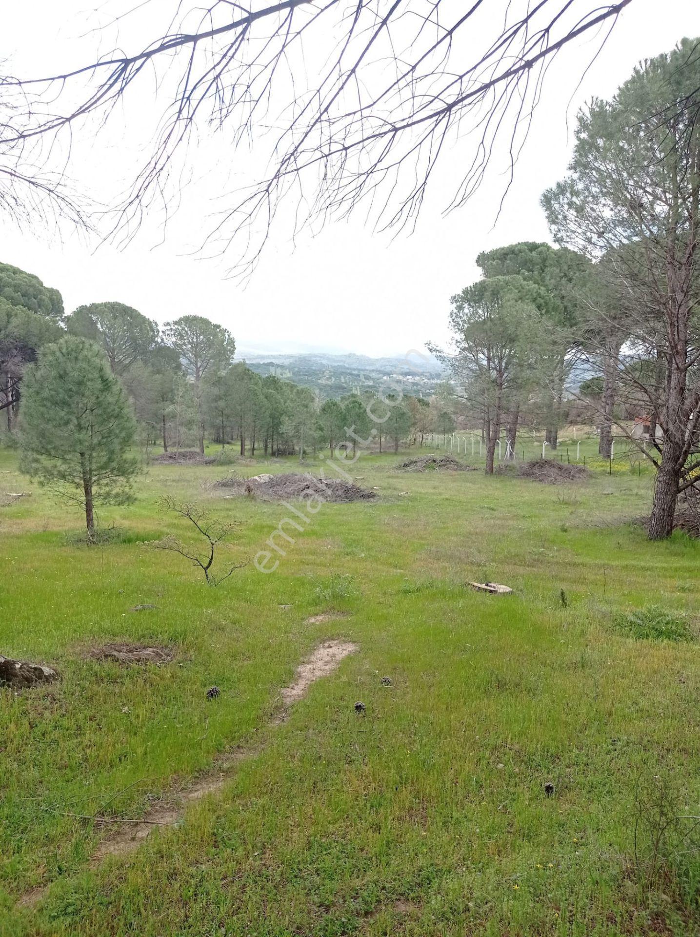 Pinus Gayrimenkul'den///kozak Çamavlu'da 13.499 M² Satılık Fıstık Çamlı Tarla - Görsel 11