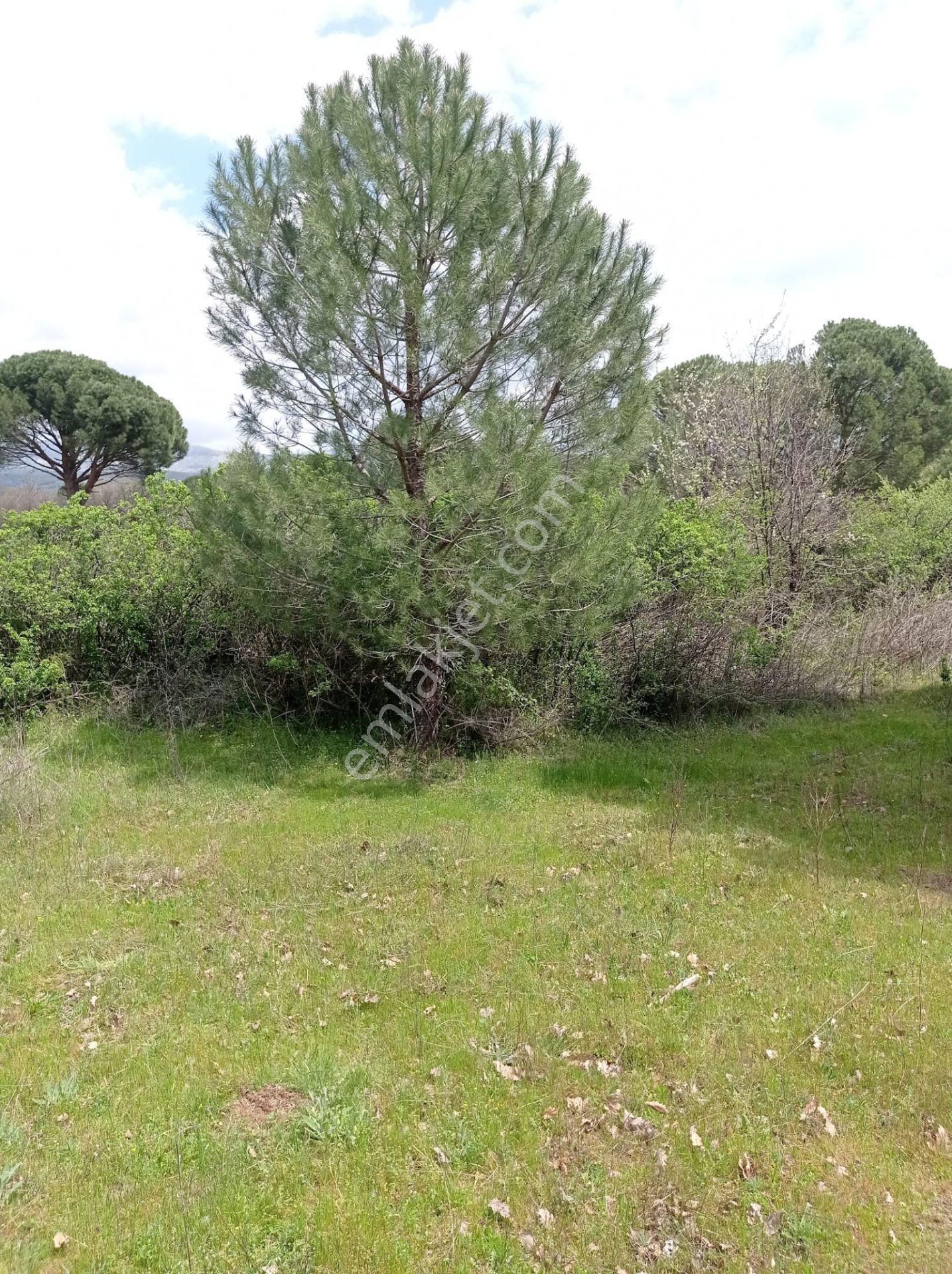 Pinus Gayrimenkul'den///kozak Çamavlu'da 13.499 M² Satılık Fıstık Çamlı Tarla - Görsel 23