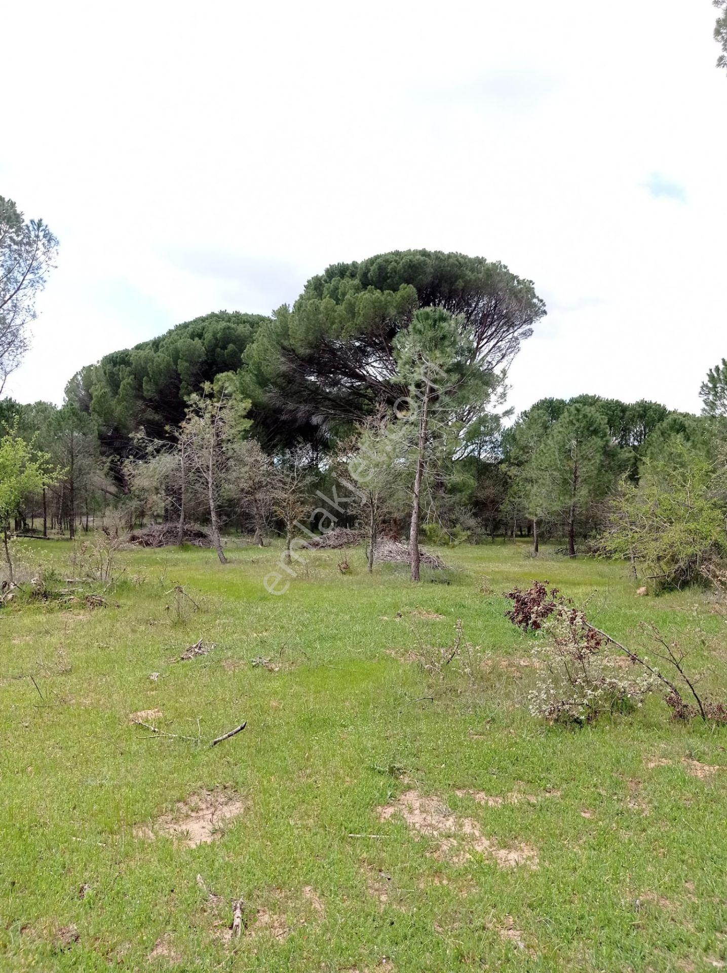 Pinus Gayrimenkul'den///kozak Çamavlu'da 13.499 M² Satılık Fıstık Çamlı Tarla - Görsel 26