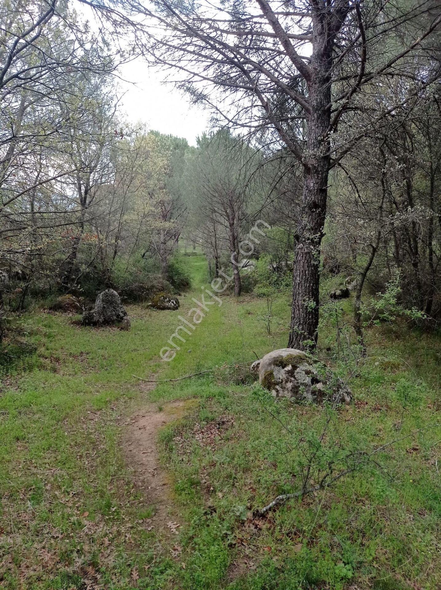 Pinus Gayrimenkul'den///kozak Çamavlu'da 13.499 M² Satılık Fıstık Çamlı Tarla - Görsel 13