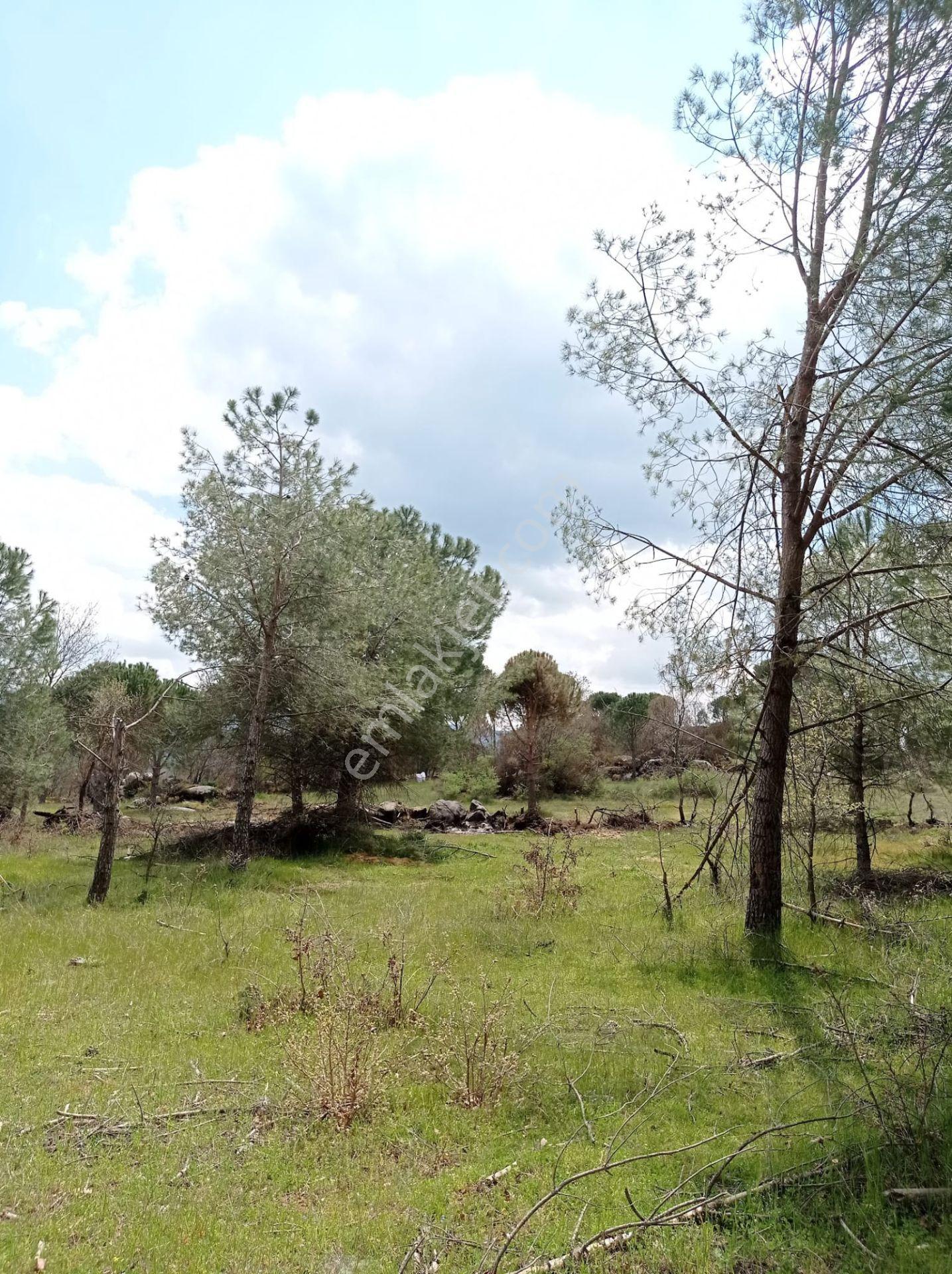 Pinus Gayrimenkul'den///kozak Çamavlu'da 13.499 M² Satılık Fıstık Çamlı Tarla - Görsel 19