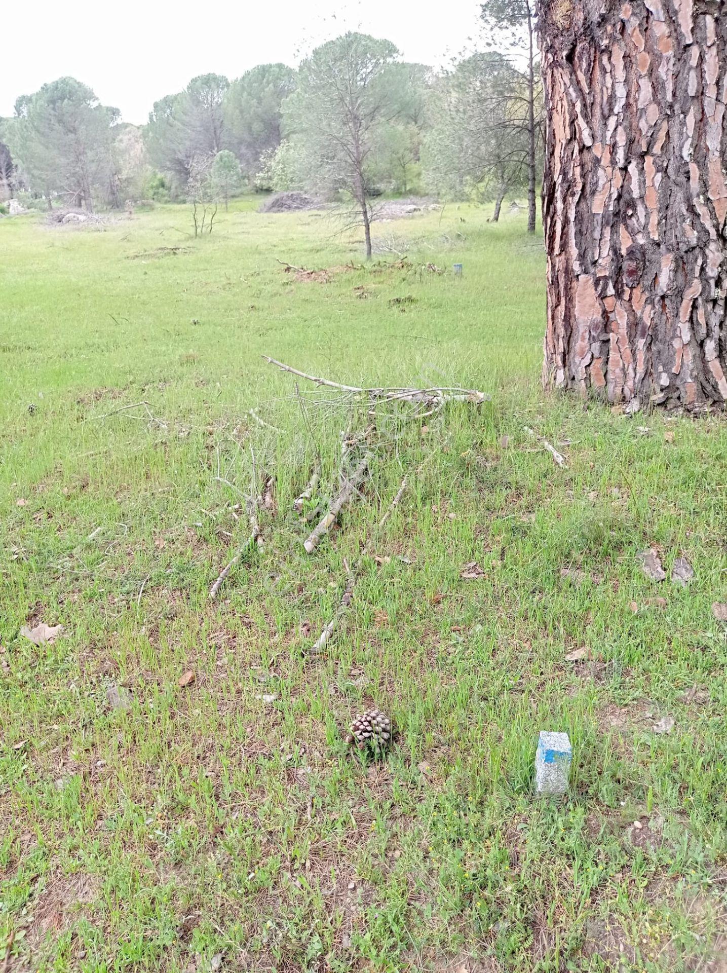 Pinus Gayrimenkul'den///kozak Çamavlu'da 13.499 M² Satılık Fıstık Çamlı Tarla - Görsel 18