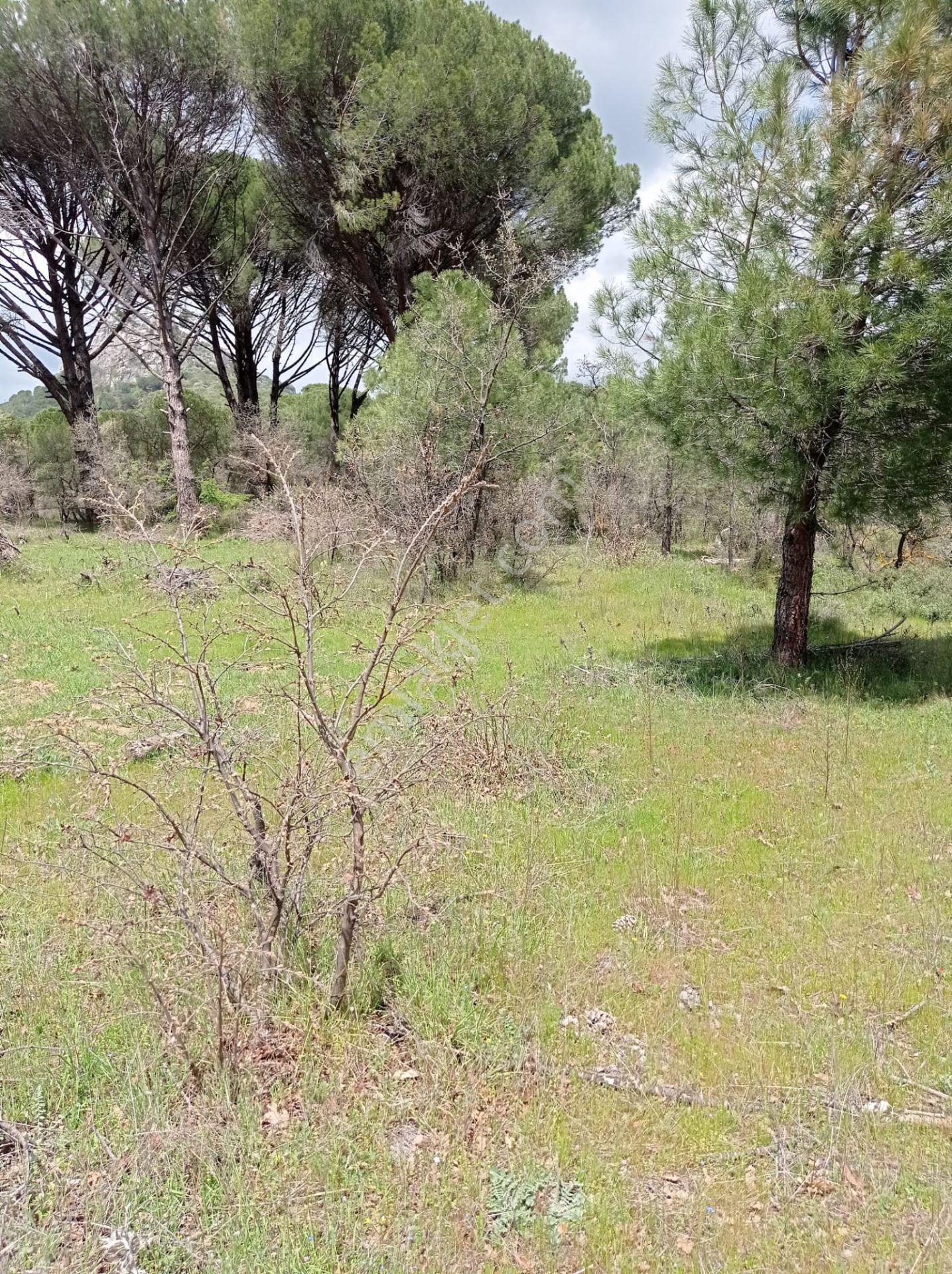 Pinus Gayrimenkul'den///kozak Çamavlu'da 13.499 M² Satılık Fıstık Çamlı Tarla - Görsel 32