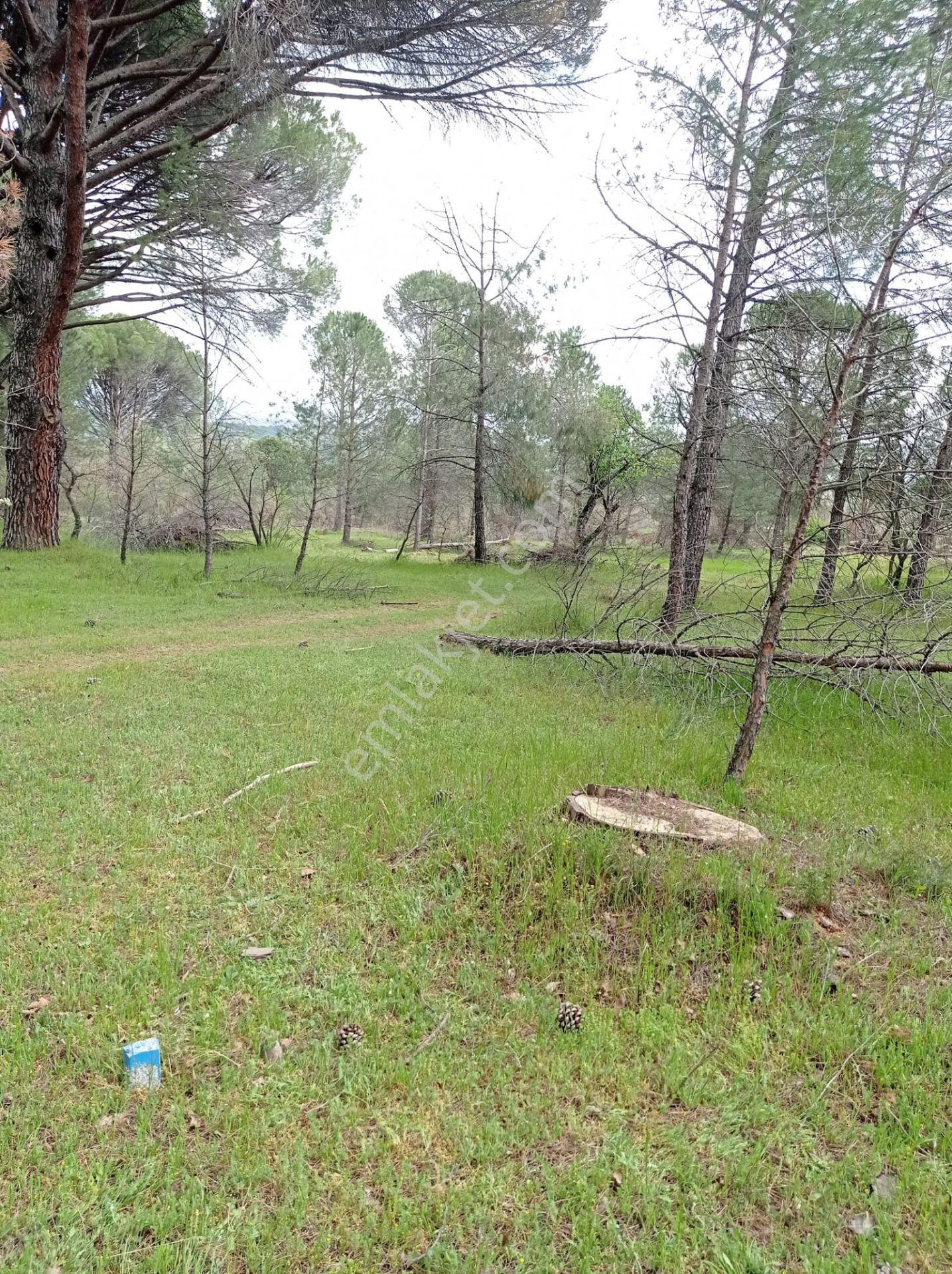 Pinus Gayrimenkul'den///kozak Çamavlu'da 13.499 M² Satılık Fıstık Çamlı Tarla - Görsel 17