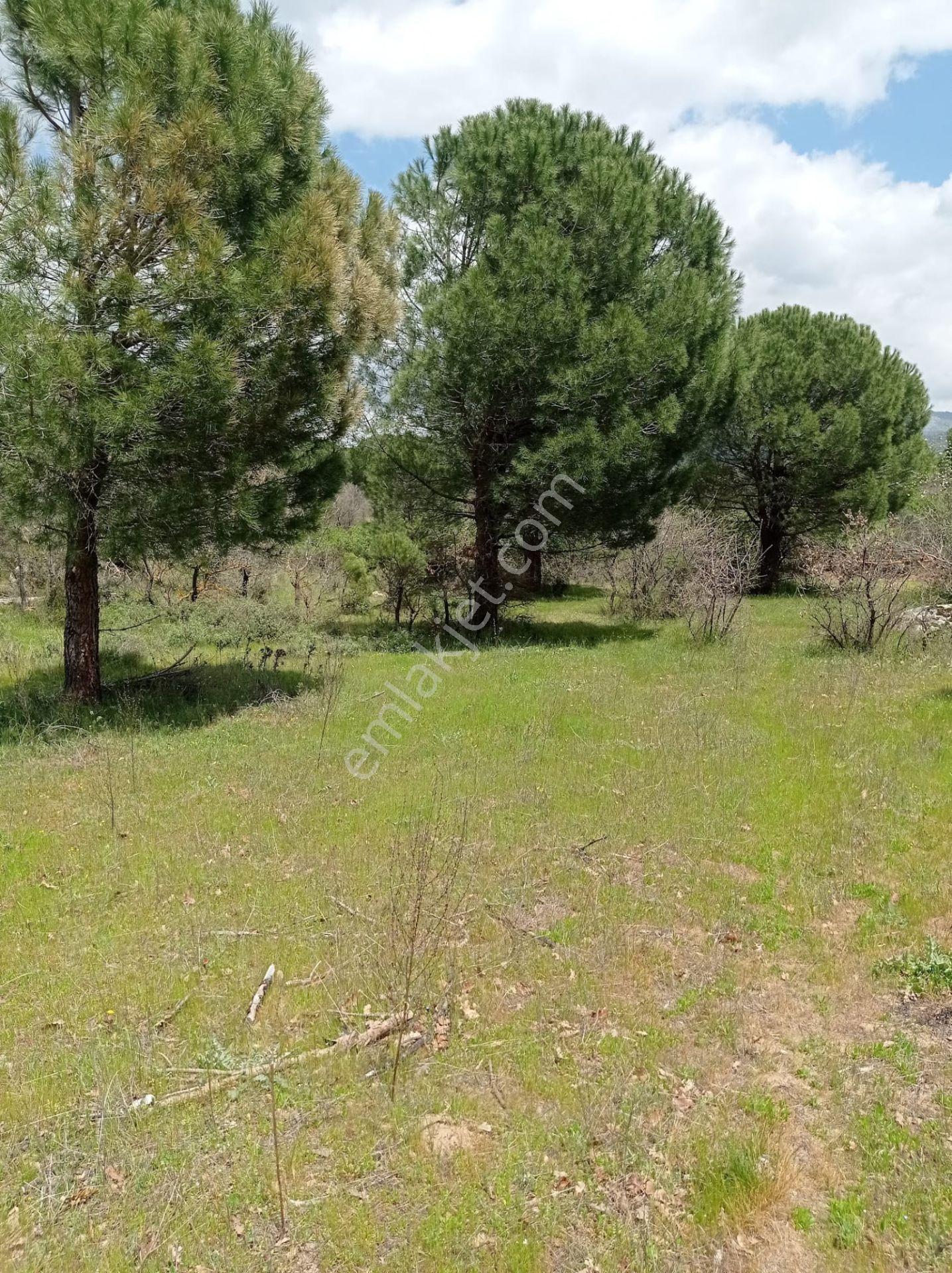 Pinus Gayrimenkul'den///kozak Çamavlu'da 13.499 M² Satılık Fıstık Çamlı Tarla - Görsel 27