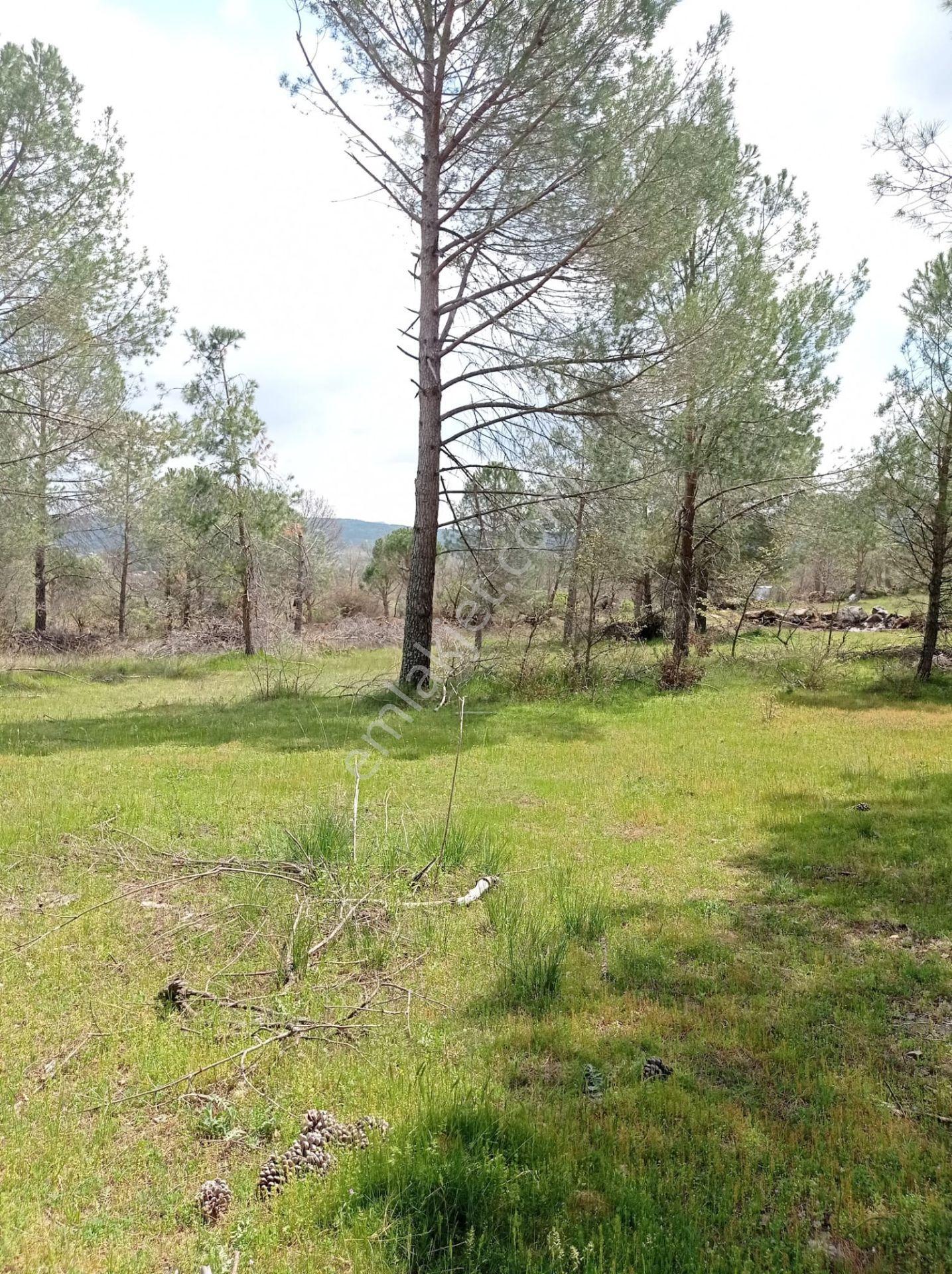 Pinus Gayrimenkul'den///kozak Çamavlu'da 13.499 M² Satılık Fıstık Çamlı Tarla - Görsel 28