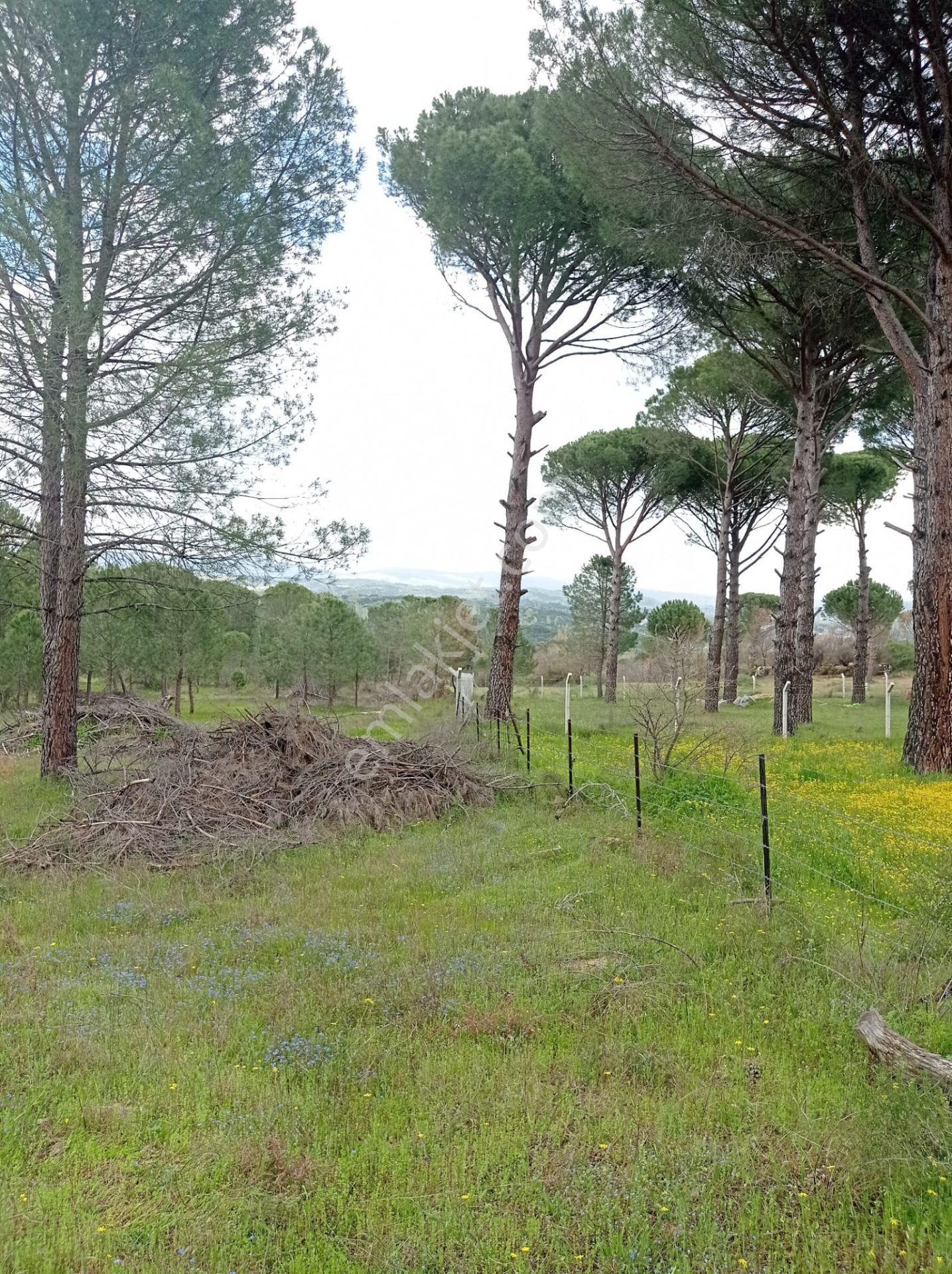 Pinus Gayrimenkul'den///kozak Çamavlu'da 13.499 M² Satılık Fıstık Çamlı Tarla - Görsel 14