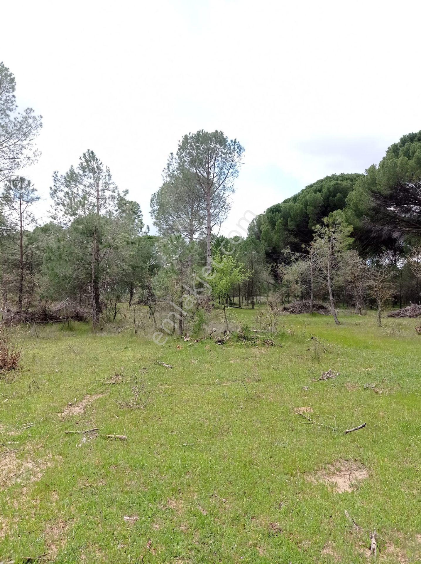 Pinus Gayrimenkul'den///kozak Çamavlu'da 13.499 M² Satılık Fıstık Çamlı Tarla - Görsel 20