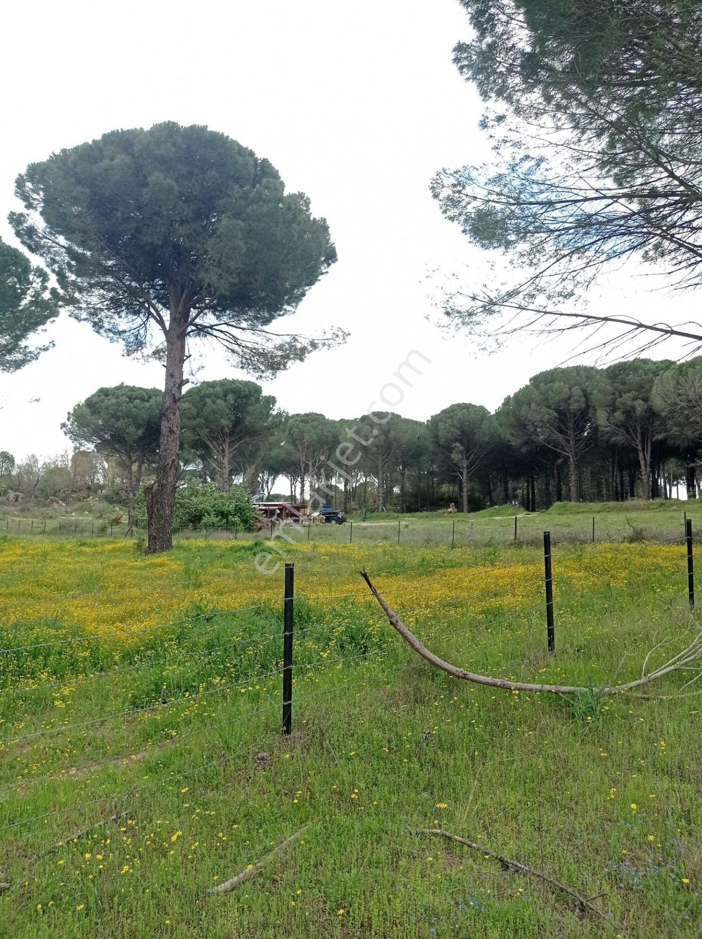 Pinus Gayrimenkul'den///kozak Çamavlu'da 13.499 M² Satılık Fıstık Çamlı Tarla - Görsel 16