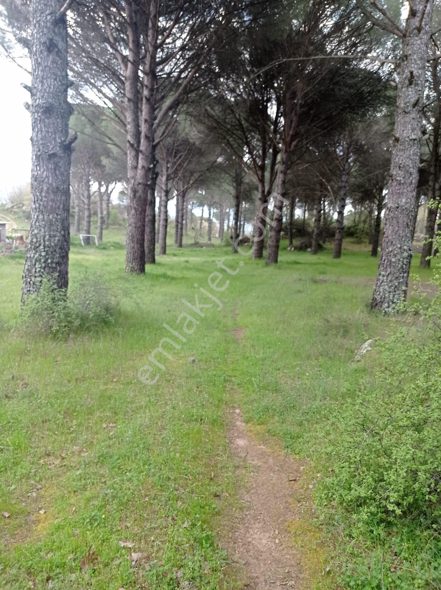 Pinus Gayrimenkul'den///kozak Çamavlu'da 13.499 M² Satılık Fıstık Çamlı Tarla - Görsel 6
