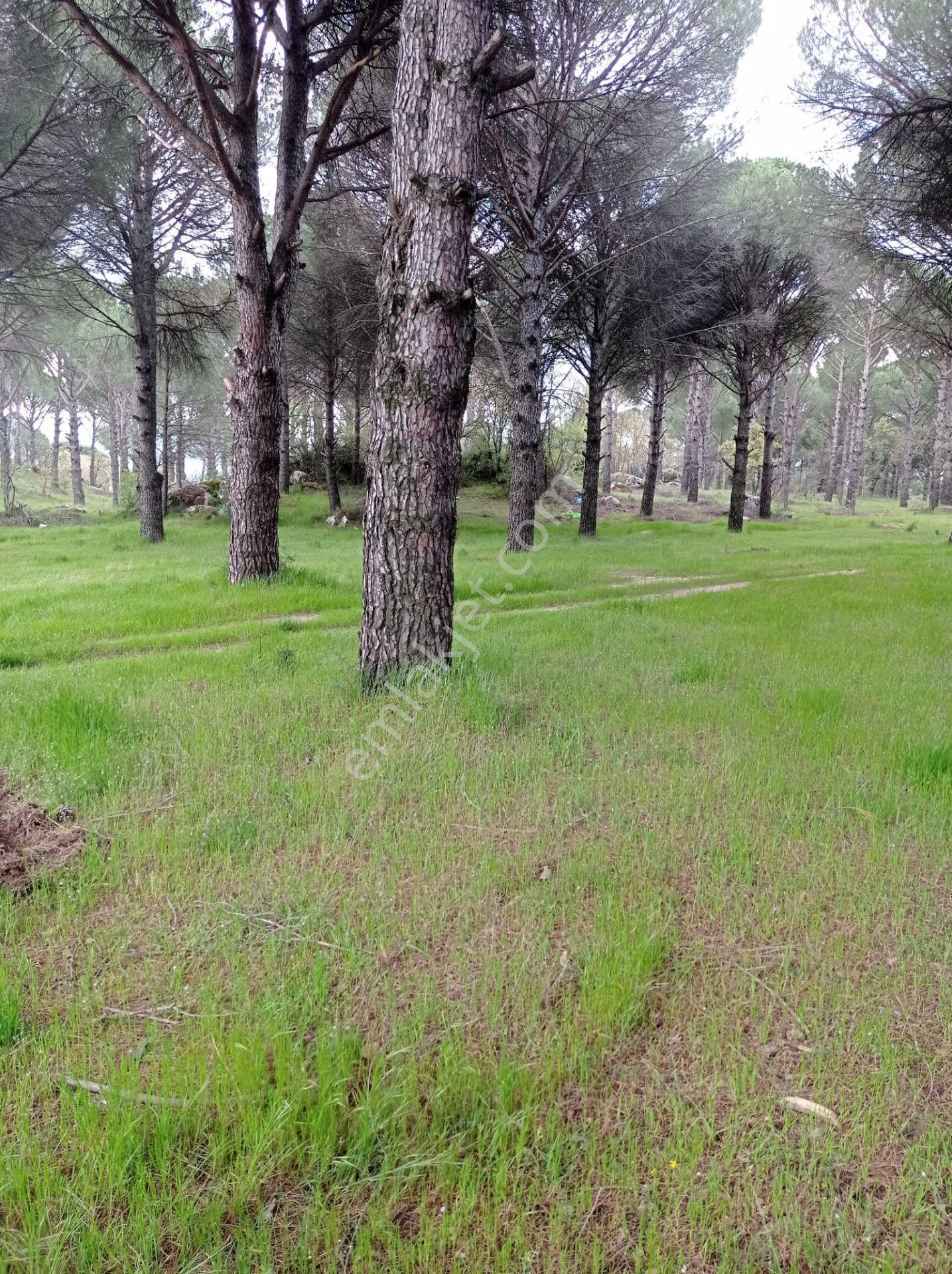 Pinus Gayrimenkul'den///kozak Çamavlu'da 13.499 M² Satılık Fıstık Çamlı Tarla - Görsel 9