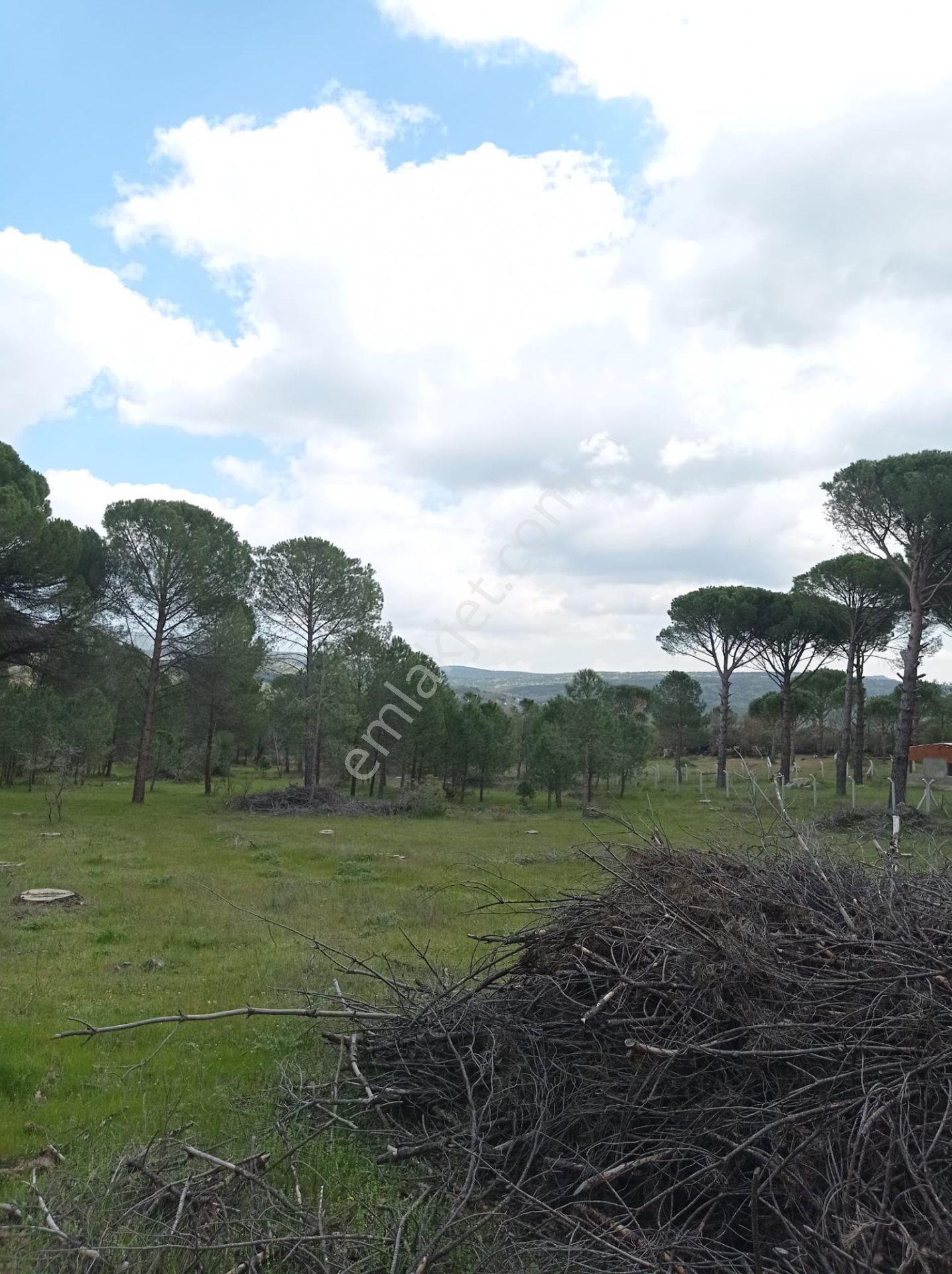Pinus Gayrimenkul'den///kozak Çamavlu'da 13.499 M² Satılık Fıstık Çamlı Tarla - Görsel 35