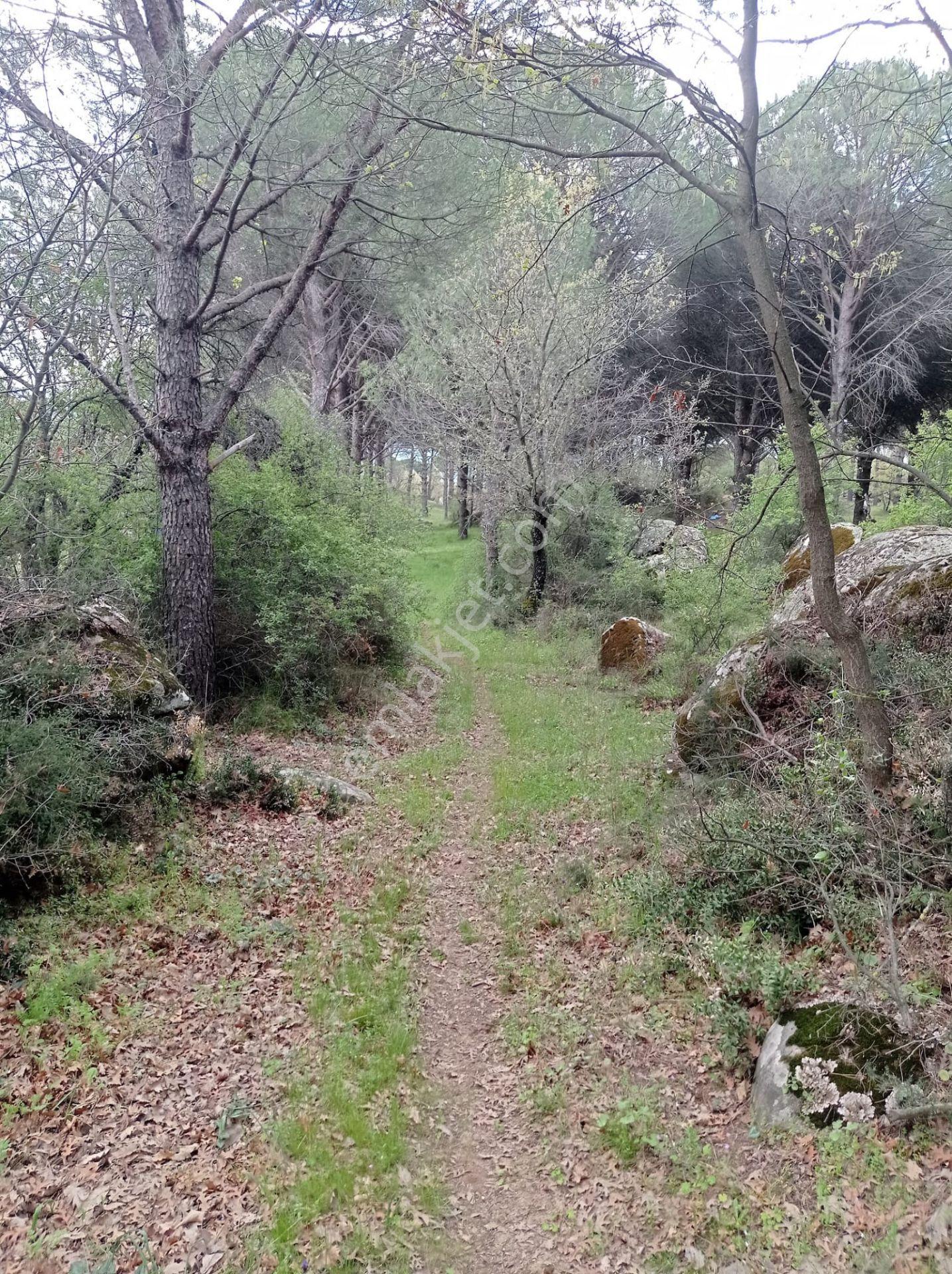 Pinus Gayrimenkul'den///kozak Çamavlu'da 13.499 M² Satılık Fıstık Çamlı Tarla - Görsel 10